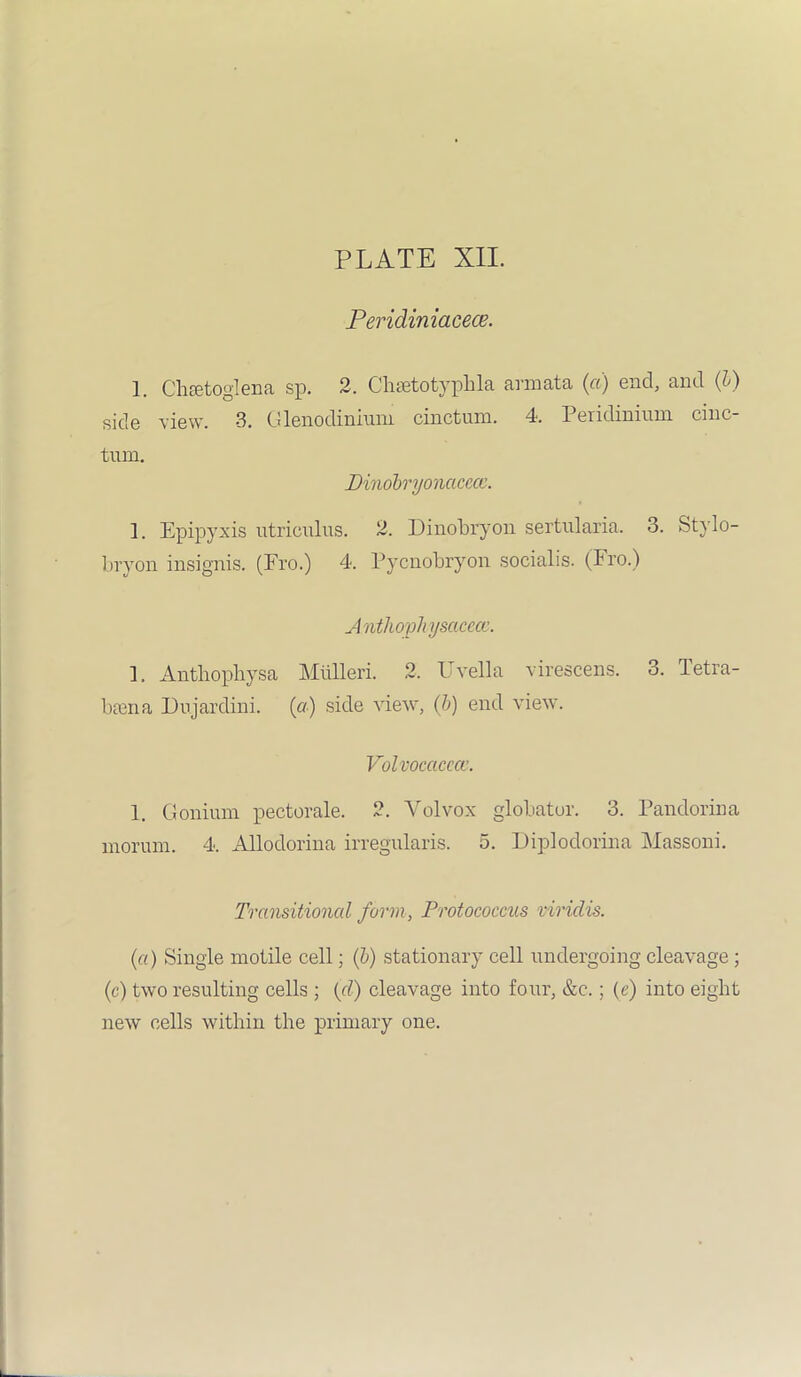 Peridiniacece. 1. Chsetoglena sp. 2. Chsetotyphla armata (a) end, and (l) side view. 3. Glenodiniuni cinctum. 4. Peridinium cinc- tum. Dinobryoncicece. 1. Epipyxis ntricnlus. 2. Dinobryon sertularia. 3. Stylo- bryon insignis. (Fro.) 4. Pycnobryon socialis. (Fro.) A nthopkysacecc. 1. Antbopbysa Mlilleri. 2. Uvella virescens. 3. Tetra- bcen a Dujardini. (a) side view, (b) end view. Volvocctcccc. 1. (Minium pectorale. 2. Yolvox globator. 3. Pandorina morum. 4. Allodorina irregularis. 5. Diplodorina Massoni. Transitional form, Protococcus viridis. (a) Single motile cell; (b) stationary cell undergoing cleavage; (c) two resulting cells ; {cl) cleavage into four, &c.; (e) into eight new cells within the primary one.