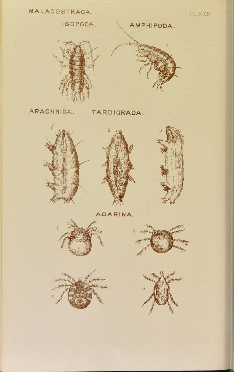 MALACOSTRACA. ISOPODA. AMPHIPODA. 2 PI. XXII. ACARINA.