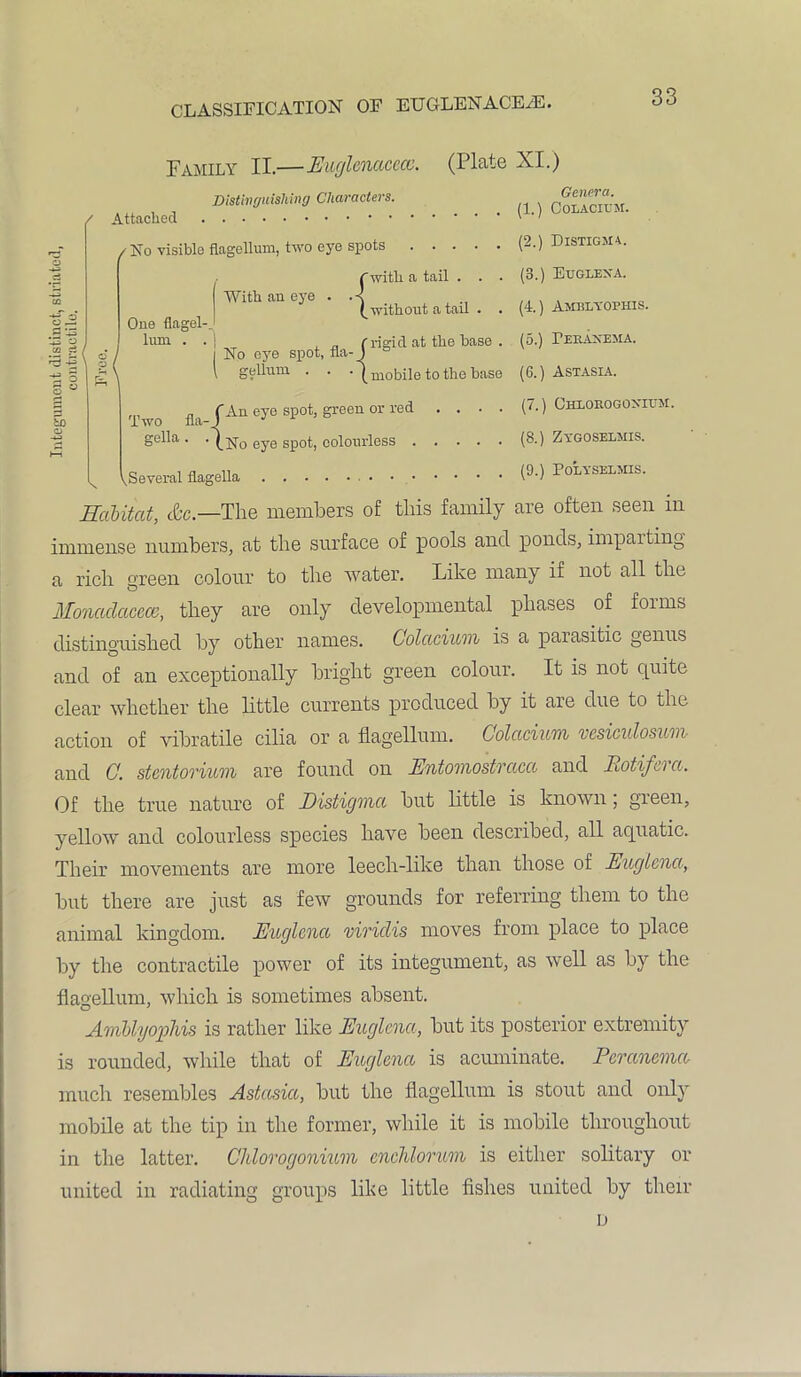 CLASSIFICATION OF EUGLENACEaE. Family II.—Euglcnacccc. (Plate XI.) Distinguishing Characters. / Attached /No visible flagellum, two eye spots rwith a tail n3 +3 3 § 2 bn Ms With an eye One flagel- lum . (without a tail , , „ (rigid at the base | No eye spot, fla-J \ gellum . •1. mobile to the base An eye spot, green or red .... No eye spot, colourless ^Several flagella Two fla-f * gella . . (] Genera. (1.) Colacium. (2.) Distigsu. (3.) Euglexa. (4.) Amblyophis. (5.) PekaxEma. (6.) Astasia. (7.) CHLOROGOXroM. (8.) Zygoselmis. (9.) POLYSELMIS. Habitat, &c.—The members of this family are often seen in immense numbers, at the surface of pools and ponds, imparting a rich green colour to the water. Like many if not all the Monaclacece, they are only developmental phases of forms distinguished by other names. Golcicium is a paiasitic genus and of an exceptionally bright green colour. It is not quite clear whether the little currents produced by it are due to the action of vibratile cilia or a flagellum. Golcicium vesiculosum and G. stcntorium are found on Entomostvcica and Jlotifci a. Of the true nature of Distigma but little is known; green, yellow and colourless species have been described, all aquatic. Their movements are more leech-like than those of Euglcna, but there are just as few grounds for referring them to the animal kingdom. Euglcna viridis moves from place to place by the contractile power of its integument, as well as by the flagellum, which is sometimes absent. Amblyophis is rather like Euglenct, but its posterior extremity is rounded, while that of Euglcna is acuminate. Pcrancma much resembles Astasia, but the flagellum is stout and only mobile at the tip in the former, while it is mobile throughout in the latter. Chlorogonmm cnchlorum is either solitary or united in radiating groups like little fishes united by their D