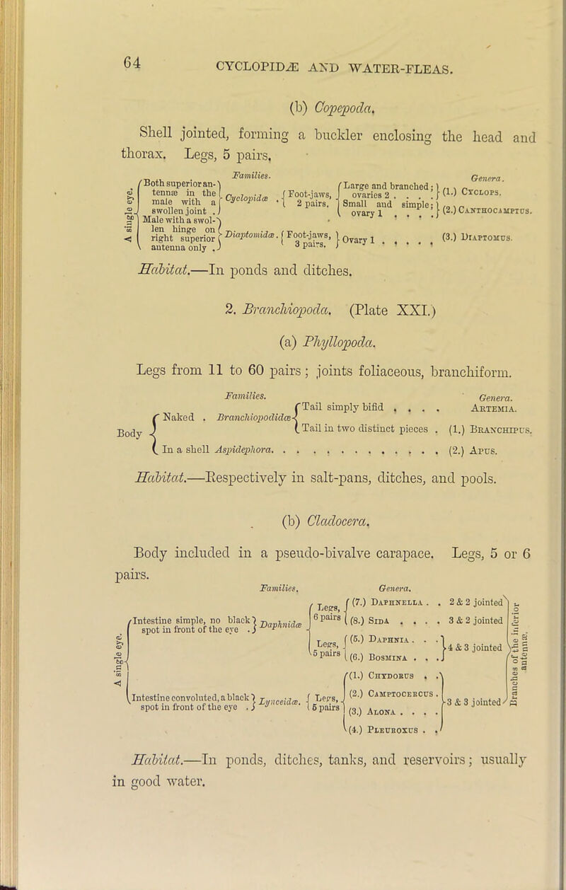 CYCLOPIDJE AND WATER-FLEAS. (b) Copepoda. Shell jointed, forming a buckler enclosing the head and thorax. Legs, 5 pairs. /Both superior an-^ I tenme in the I male with ' swollen joint .. Male with a swol-h !f Families. Cyclopidce Genera. •f | Boot-jaws, _ 2 pairs Cyclops. Slovary l''^. si<mPle’ j (2.) Canthocampius. UghthTuperior [ Viaptomidee. 1 Foot-jaws, 1 Q ± (3.) DrAPioiios. autenna only . J J pairs. J Habitat.—In ponds and ditches. 2. Brancliiopoda. (Plate XXI.) (a) Phyllopoda. Legs from 11 to 60 pairs; joints foliaceous, brancliiform. Body Families. Genera. (Tail simply bifid , . . . Artemia. Naked . Brancldopodicloe-l i Tail in two distinct pieces . (1.) Braxchipus. / Nak (. In a shell Aspidepliora . . (2.) Aprs. Habitat.—Respectively in salt-pans, ditches, and pools. (b) Cladocera. Body included in a pseudo-bivalve carapace. Legs, 5 or 6 pairs. Families. Intestine simple, no black 1 Daphnidm spot in front of the eye . $ F Leers, f (7, 6 pairs ((8_ Genera. (7.) Daphnella . (8.) Sida . . . 1 Leps, f(6l) DAPHIfIA ' 5 pairs [ (6 ) BogMIlrA . 2 & 2 jointed 3 & 2 jointed 14 Sc 3 jointed V Intestine convoluted, a black I L idcBi I Lers spot in front of the eye . j J 16 pairs /(l.) Chydoeus . (2.) Camptocebcus (3.) Alojta . . . (4.) Pleueoxus . c O O a r-3 & 3 jointed Habitat.—In ponds, ditches, tanks, and reservoirs; usually in good water.