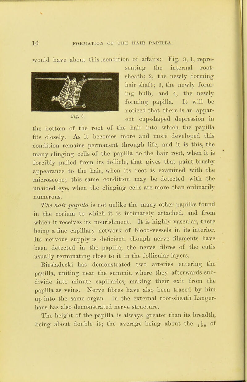 would have about this .condition of affairs: Fig. 3, 1, repre- senting the internal root- sheath; 2, the newly forming hair shaft; 3, the newly form- ing bulb, and 4, the newly forming papilla. It will be noticed that there is an appai'- ent cujj-shaped depression in the bottom of the root of the hair into which the papilla fits closely. As it becomes more and more developed this condition remains permanent through life, and it is this, the many clinging cells of the papilla to the hair root, when it is forcibly pulled from its follicle, that gives that paint-brushy appearance to the hair, when its root is examined with the microscope; this same condition may be detected with the unaided eye, when the clinging cells are more than ordinarily numerous. The hair papilla is not unlike the many other papillae found in the corium to which it is intimately attached, and from which it receives its nourishment. It is highly vascular, there being a fine capillary network of blood-vessels in its interior. Its nervous supply is deficient, though nerve filaruents have been detected in the papilla, the nerve fibres of the cutis usually terminating close to it in the follicular layers. Biesiadecki has demonstrated two arteries entering the papilla, uniting near the summit, where they afterwards sub- divide into minute capillaries, making their exit from the papilla as veins. Nerve fibres have also been traced by him up into the same organ. In the external root-sheath Langer- hans has also demonstrated nerve structure. The height of the papilla is always greater than its breadth, being about double it; the average being about the -^-^ of