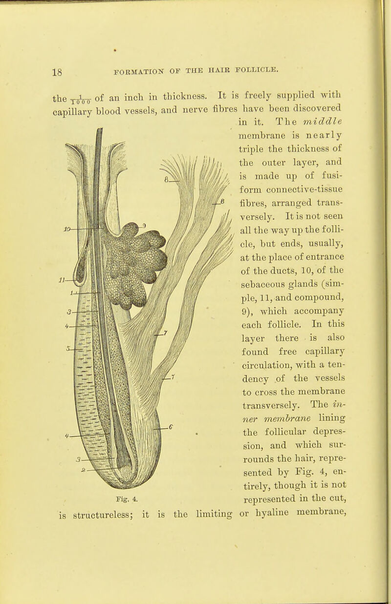 the -HiW of an inch in thickness. It is freely supplied with capillary blood vessels, and nerve fibres have been discovered in it. The middle membrane is nearly triple the thickness of the outer layer, and is made up of fusi- form connective-tissue fibres, arranged trans- versely. It is not seen all the way up the folli- cle, but ends, usually, at the place of entrance of the ducts, 10, of the sebaceous glands (sim- ple, 11, and compound, 9), which accompany each follicle. In this layer there is also found free capillary circulation, with a ten- dency of the vessels to cross the membrane transversely. The in- ner membrane lining the follicular depres- sion, and which sur- rounds the hair, repre- sented by Fig. 4, en- tirely, though it is not Fig. 4. represented in the cut, is structureless; it is the limiting or hyaline membrane.