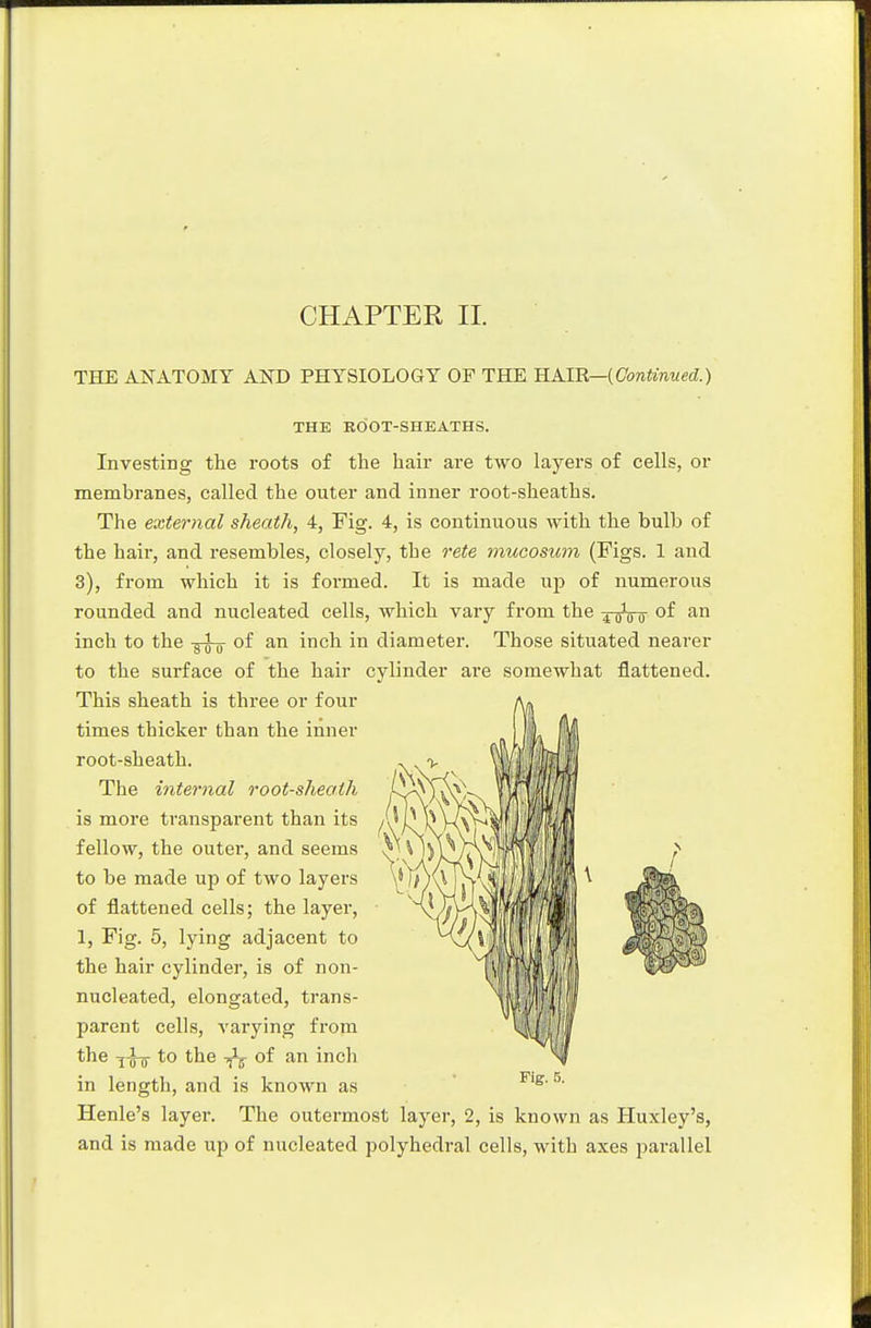 THE ANATOMY AND PHYSIOLOGY OF THE UAIB,—(Continued.) THE EOOT-SHEATHS. Investing the roots of the hair are two layers of cells, or membranes, called the outer and inner root-sheaths. The external sheath, 4, Fig. 4, is continuous with the bulb of the hail, and resembles, closely, the rete mucosum (Figs. 1 and 3), from which it is formed. It is made up of numerous rounded and nucleated cells, which vary from the ^-qVo inch to the -g-J^ of an inch in diameter. Those situated nearer to the surface of the hair cylinder are somewhat flattened. This sheath is three or four times thicker than the inner root-sheath. The internal root-sheath is more transparent than its fellow, the outer, and seems to be made up of two layers of flattened cells; the layer, 1, Fig. 5, lying adjacent to the hair cylinder, is of non- nucleated, elongated, trans- parent cells, varying from the to the of an inch in length, and is known as ^ Henle's layer. The outermost layer, 2, is known as Huxley's, and is made up of nucleated polyhedral cells, with axes parallel