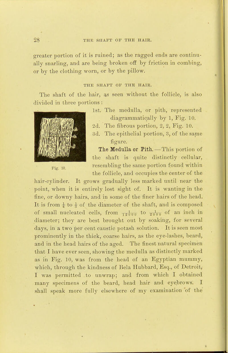 greater portion of it is ruined; as the ragged ends are continu- ally snarling, and are being broken off by friction in combing, or by the clothing worn, or by the pillow. THE SHAFT OF THE HAIR. The shaft of the hair, as seen without the follicle, is also divided in three portions : 1st. The medulla, or pith, represented diagrammatically by 1, Fig. 10. 2d. The fibrous portion, 2, 2, Fig. 10. 3d. The epithelial portion, 3, of the same figure. The Medulla or Pith. — This portion of the shaft is quite distinctly cellular, resembling the same portion found within the follicle, and occupies the center of the hair-cylinder. It grows gradually less marked until near the point, when it is entirely lost sight of. It is wanting in the fine, or downy hairs, and in some of the finer hairs of the head. It is from ^ to ^ of the diameter of the shaft, and is composed of small nucleated cells, from y^-g-uo to -ir^^ of an inch in diameter; they are best brought out by soaking, for several days, in a two per cent caustic potash solution. It is seen most prominently in the thick, coarse hairs, as the eye-lashes, beard, and in the head hairs of the aged. The finest natural specimen that I have ever seen, showing the medulla as distinctly marked as in Fig. 10, was from the head of an Egyptian mummy, which, through the kindness of Bela Hubbard, Esq., of Detroit, I was pei-mitted to unwrap; and from which I obtained many specimens of the beard, head hair and eyebrows. I shall speak more fully elsewhere of my examination 'of the