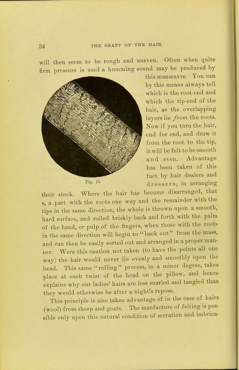 Fig. 15. will then seem to be rough and uneven. Often when quite firm pressure is used a humming sound maybe produced by this manceuvre. You can by this means always tell which is the root-end and which the tip-end of the hair, as the overlapping layers lie from the roots. Now if you turn the hair, end for end, and draw it from the root to the tip, it will be felt to be smooth and even. Advantage has been taken of this fact by hair dealers and dressers, in arranging Where the hair has become disarranged, that s, a part with the roots one way and the remainder with the tips in the same direction, the whole is thrown upon a smooth, hard surface, and rolled briskly back and forth with the palm of the hand, or pulp of the fingers, when those with the roots in the same direction will begin to back out from the mass, and can then be easily sorted out and arranged in a proper man- ner. Were this caution not taken (to have the points all one way) the hair would never lie evenly and smoothly upon the head. This same rolling process, in a minor degree, takes place at each twist of the head on the pillow, and hence explains why our ladies' hairs are less snarled and tangled than they would otherwise be after a night's repose. This principle is also taken advantage of in the case of hairs (wool) from sheep and goats. The manfacture of felting is pos- sible only upon this natural condition of serration and imbrica- their stock.