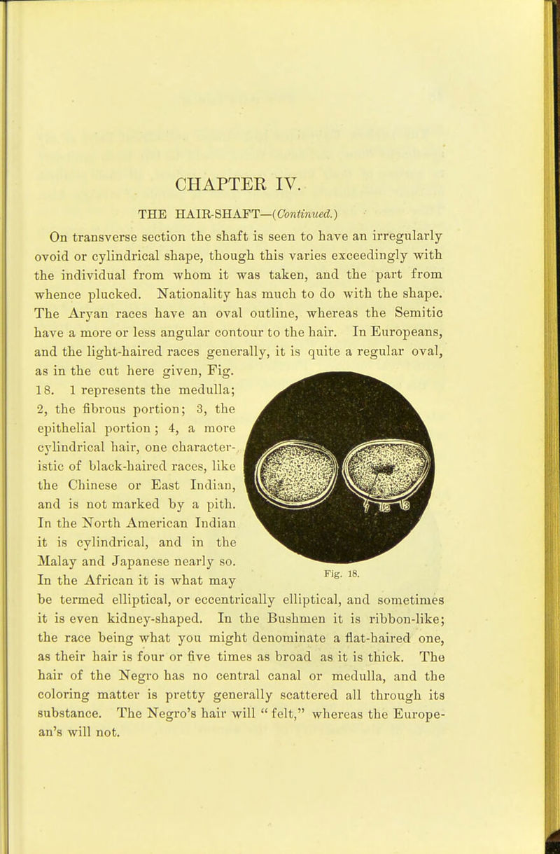 THE RAmSRAFT—(Continued.) On transverse section the shaft is seen to have an irregularly- ovoid or cylindrical shape, though this varies exceedingly with the individual from -whom it was taken, and the part from whence plucked. Nationality has much to do with the shape. The Aryan races have an oval outline, whereas the Semitic have a more or less angular contour to the hair. In Europeans, and the light-haired races generally, it is quite a regular oval, as in the cut here given, Fig. 18. 1 represents the medulla; 2, the fibrous portion; 3, the epithelial portion; 4, a more cylindrical hair, one character-, istic of black-haired races, like the Chinese or East Indian, and is not marked by a pith. In the North American Indian it is cylindrical, and in the Malay and Japanese nearly so. In the African it is what may be termed elliptical, or eccentrically elliptical, and sometimes it is even kidney-shaped. In the Bushmen it is ribbon-like; the race being what you might denominate a flat-haired one, as their hair is four or five times as broad as it is thick. The hair of the Negro has no central canal or medulla, and the coloring matter is pretty generally scattered all through its substance. The Negro's hair will  felt, whereas the Europe- an's will not.