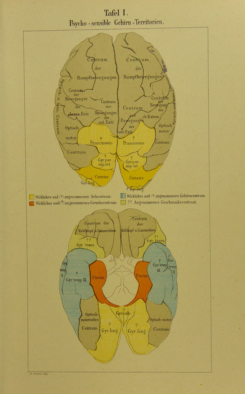 Psyclio - sensible Geliirn -TerritorieTi. [n Wirkliches luid (?) angenommenes Sehcenirura. ■ Wirldiches iind('') angenommenes Genidisceiilrum. ■Wirklidies und (?)an4enoraraenes Gehörscenlrum. [H ?? An^enoiranenes GeschmacksceTih'um. A. Zanktr dul