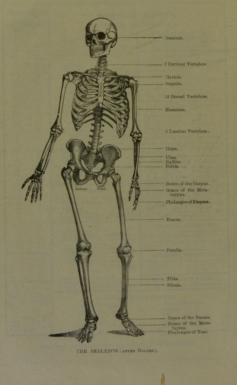 - Cranium. 7 Cervical Vertebra- Clavicle. Scapula. 12 Dorsal Vertebrae. Humerus. 5 Lumbar Vertebra;. Ilium. Ulna. Radius. Pelvis. Bones of the Carpus. llones of the Meta- carpus. Phalanges of Fingers. Femur. Patella. Tibia. Fibula. Bones of the Tarsus. Hones of the Meta- tarsus. Phalanges of Toes. li THE SKELETON (aftek Hoj.den)
