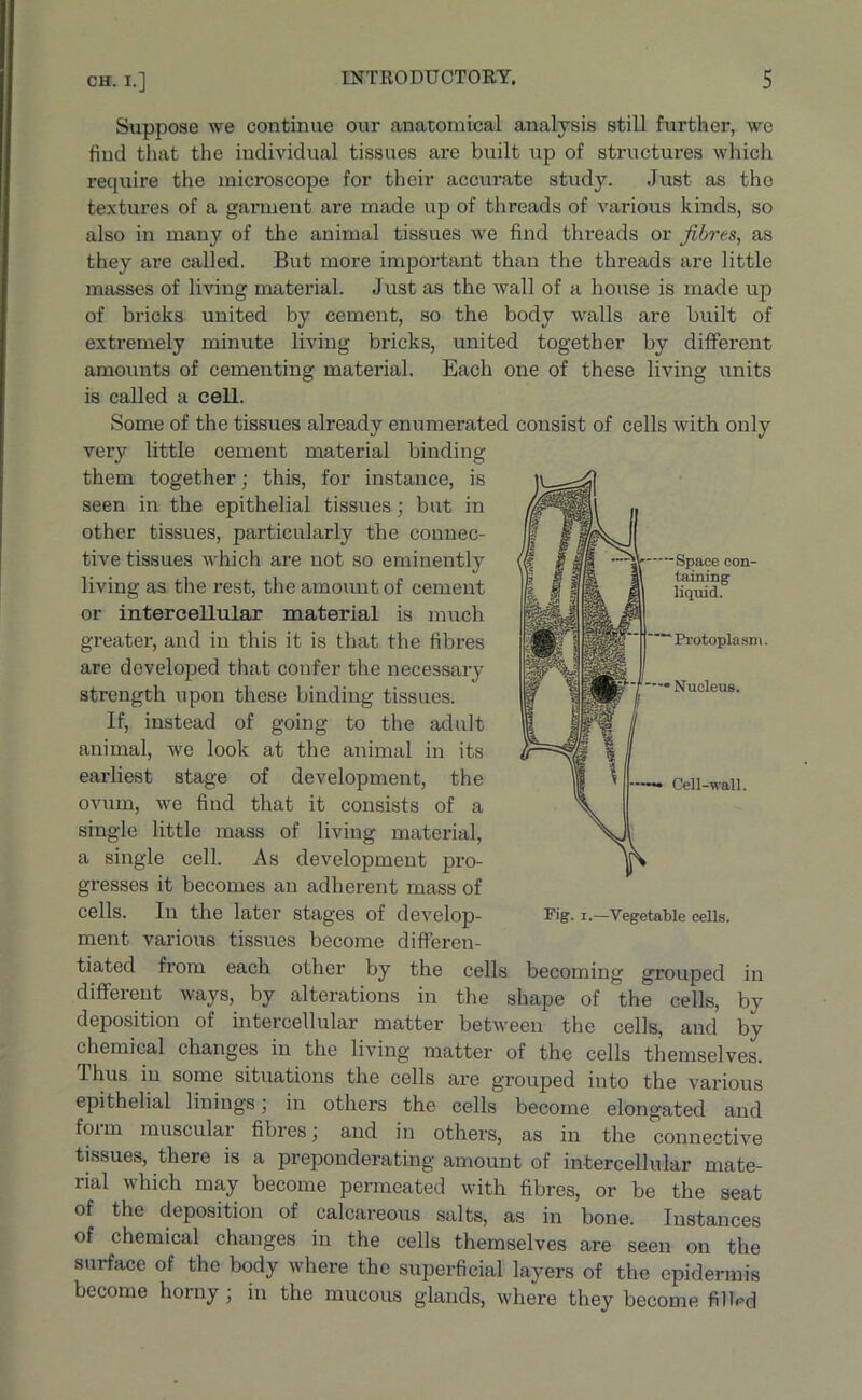 Suppose we continue our anatomical analysis still further, we find that the individual tissues are built up of structures which require the microscope for their accurate study. Just as the textures of a garment are made up of threads of various kinds, so also in many of the animal tissues we find threads or fibres, as they are called. But more important than the threads are little masses of living material. Just as the wall of a house is made up of bricks united by cement, so the body walls are built of extremely minute living bricks, united together by different amounts of cementing material. Each one of these living units is called a cell. Some of the tissues already enumerated consist of cells with only very little cement material binding them together; this, for instance, is seen in the epithelial tissues; but in other tissues, particularly the connec- tive tissues which are not so eminently living as the rest, the amount of cement or intercellular material is much greater, and in this it is that the fibres are developed that confer the necessary strength upon these binding tissues. If, instead of going to the adult animal, we look at the animal in its earliest stage of development, the ovum, we find that it consists of a single little mass of living material, a single cell. As development j:>ro- gresses it becomes an adherent mass of cells. In the later stages of develop- ment various tissues become differen- tiated from each other by the cells becoming grouped in different ways, by alterations in the shape of the cells, by deposition of intercellular matter between the cells, and by chemical changes in the living matter of the cells themselves. Ihus in some situations the cells are grouped into the various epithelial linings; in others the cells become elongated and form muscular fibres; and in others, as in the connective tissues, there is a preponderating amount of intercellular mate- rial which may become permeated with fibres, or be the seat of the deposition of calcareous salts, as in bone. Instances of chemical changes in the cells themselves are seen on the surface of the body where the superficial layers of the epidermis become homy, in the mucous glands, where they become filled -v --Space con- s tabling liquid. “Protoplasm. * Nucleus. Cell-wall. Fig. i.—Vegetable cells.