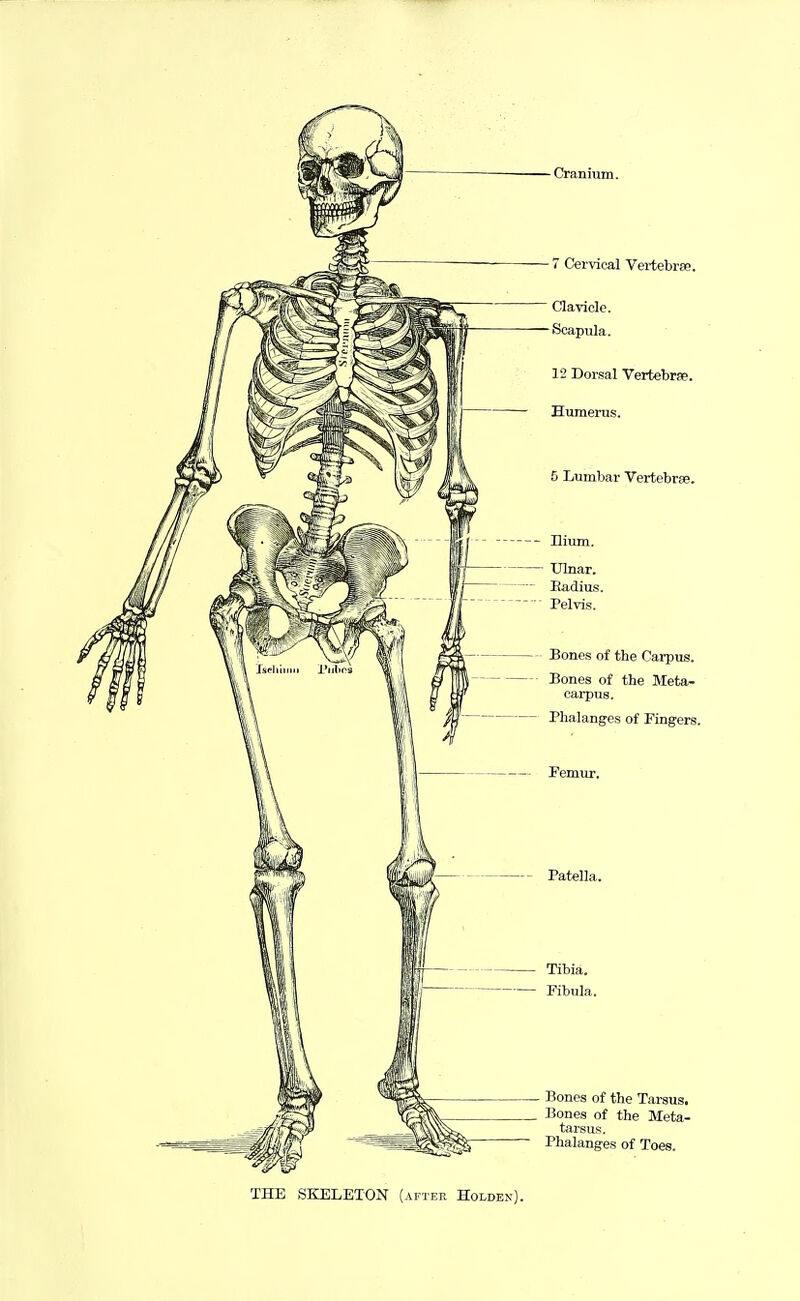 Cranium. 7 Cervical Vertebrae. Clavicle. Scapula. 12 Dorsal Vertebrae. Humerus. 5 Lumbar Vertebrae. Hium. Ulnar. Eadius. Pelvis. Bones of the Carpus. Bones of the Meta- carpus. Phalanges of Fingers. Femur. Patella. Tibia. Fibula. Bones of the Tarsus, Bones of the Meta- tarsus. •s of Toes. THE SKELEXON (after Holden).