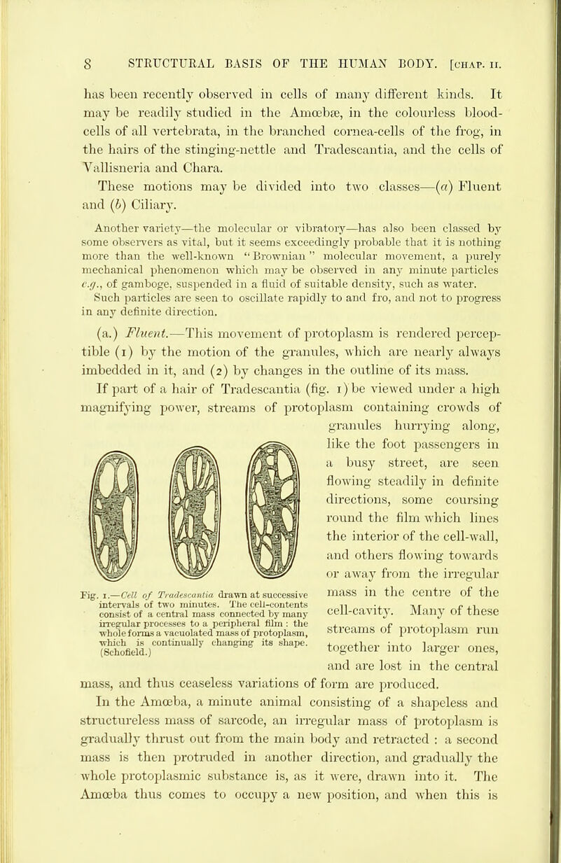 has been recently observed in cells of many different kinds. It may be readily studied in the Amoebse, in the colourless blood- cells of all vertebrata, in the branched cornea-cells of the frog, in tlie hairs of tlie stinging-nettle and Tradescantia, and the cells of Vallisneria and Chara. These motions may be divided into two classes—(o) Fluent and (6) Ciliary. Another variety—the molecular or vibratory—has also been classed by some obseiTcrs as vital, but it seems exceedingly probable that it is nothing more than the well-known  Brownian  molecular movement, a ])ure]y mechanical phenomenon vphicli may be observed in any minute i)articles c.fi., of gamboge, susjiended in a fluid of suitable density, such as water. Such particles are seen to oscillate rapidly to and fro, and not to progress in anj' definite direction. (a.) Fluent.—This movement of protoplasm is rendered percep- tible (i) by the motion of the granules, which are nearly always imbedded in it, and (2) by changes in the outline of its mass. If part of a hair of Tradescantia (fig. i) be viewed under a high magnifying jDOwer, streams of protoplasm containing crowds of granules hurrying along, like the foot passengers in a busy street, are seen flowing steadily in definite directions, some coursing round the film which lines the interior of the cell-wall, and others flowing towards or away from the irregular mass in the centre of the cell-cavity. Many of these streams of protoplasm run together into larger ones, and are lost in the central mass, and thus ceaseless variations of form are produced. In the Amoeba, a minute animal consisting of a shapeless and structureless mass of sarcode, an irregular mass of protoplasm is gradually thrust out from the main body and retracted : a second mass is then protruded in another direction, and gradually the whole protoplasmic substance is, as it were, drawn into it. The Amoeba thus comes to occupy a new position, and when this is Fig. I.—Cell of Tradcsranlia drawn at successive intervals of two minutes. The cell-contents consist of a central mass connected by many iiTegTilar processes to a peripheral film : the whole forms a vacuolated mass of protoplasm, which is continually changing its shape. (Schofield.)