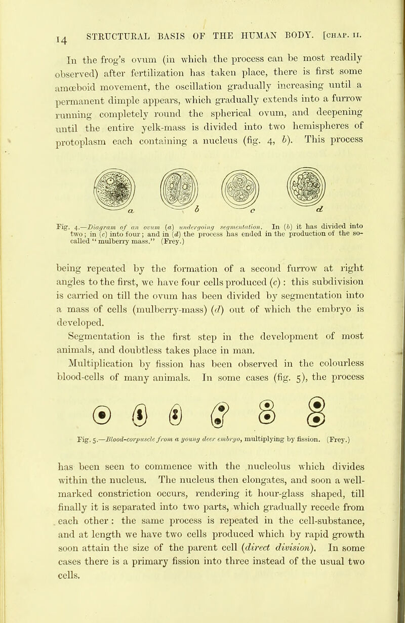 In tlie frog's ovum (in wliich the process can be most readily observed) after fertilization has taken place, there is first some amoeboid movement, the oscillation gradually increasing until a permanent dimple appears, which gradually extends into a furrow running completely round the spherical ovum, and deepening until the entire yelk-mass is divided into two hemispheres of protoplasm each containing a nucleus (fig. 4, h). This process Fig. 4.—Diagram of »n ocvm (a) itndnrijnin!) .lefimmtntion. In (/;) it lias divided into two; in (c) into fom-; and in {d) the process has ended in the production of the so- called mulbeny mass. (Fi-ey.) being repeated by the formation of a second furrow at right angles to the first, we have four cells produced (c): this subdivision is caiTied on till the ovum has been divided by segmentation into a mass of cells (mulberry-mass) {d) out of which the embryo is developed. Segmentation is the first step in the development of most animals, and doubtless takes place in man. Multiplication by fission has been observed in the colourless blood-cells of many animals. In some cases (fig. 5), the process Fig. 5.—Blood-corpuscle from a ijoiinij deer embrijo, multiplying by fission. (Frey.) has been seen to commence with the nucleolus which divides within the nucleus. The nucleus then elongates, and soon a well- marked constriction occurs, rendering it hour-glass shaped, till finally it is separated into two parts, which gradually recede from each other: the same process is repeated in the cell-substance, and at length we have two cells produced which by rapid growth soon attain the size of the parent cell {direct division). In some cases there is a primary fission into three instead of the usual two cells.