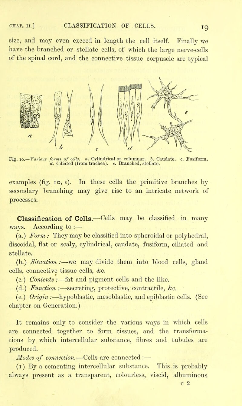 CHAP. II.] CLASSIFICATION OF CELLS. size, and may even exceed in length the cell itself. Finally we have the branched or stellate cells, of which the large nerve-cells of the spinal cord, and the connective tissue corpuscle are typical Fig. 10.— Various forms of ceJJs. a. Cylindrical or columnar. ?>. Caudate, c. Fusiform. d. Ciliated (from trachea), e. Branched, stellate. examples (fig. lo, e). In these cells the primitive branches by secondary branching may give rise to an intricate network of processes. Classification of Cells.—Cells may be classified in many ways. According to :— (a.) Form: They may be classified into spheroidal or polyhedral, discoidal, flat or scaly, cylindrical, caudate, fusiform, ciliated and stellate. (b.) Situation :—we may divide them into blood cells, gland cells, connective tissue cells, &c. (c.) Contents:—fat and pigment cells and the like. (d.) Function:—^secreting, protective, contractile, &c. (e.) Origin:—hypoblastic, mesoblastic, and epiblastic cells. (See chapter on Generation.) It remains only to consider the various ways in which cells are connected together to form tissues, and the transforma- tions by which intercellular substance, fibres and tubules are produced. Modes of connection.—Cells are connected :— (i) By a cementing intercellular substance. This is probably always present as a transparent, colourless, viscid, albuminous
