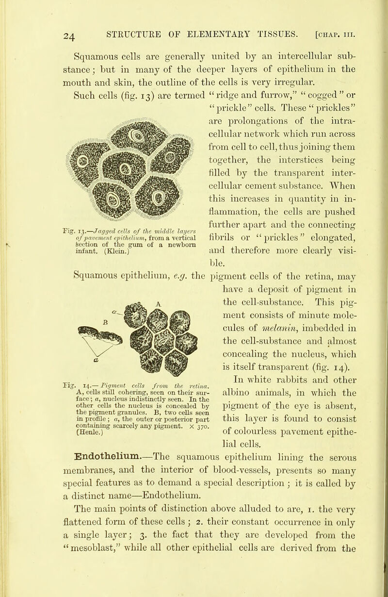 Fig. 13.—Jagged cells of the middle layers of pavement epithelium, from a vertical feeetion of the g\un of a newborn infant. (Klein.) Squamous cells are generally united by an intercellular sub- stance ; but in many of the deeper layers of epithelium in the mouth and skin, the outline of tlie cells is very irregular. Such cells (fig. 13) are termed ridge and furrow, cogged or prickle cells. These prickles are prolongations of the intra- cellular network which run across from cell to cell, thus joining them together, the interstices being filled by the transparent inter- cellular cement substance. When this increases in quantity in in- flammation, the cells are pushed further apart and the connecting fibrils or prickles elongated, and therefore more clearly visi- ble. Squamous epithelium, e.g. the pigment cells of the retina, may have a deposit of pigment in the cell-substance. This pig- ment consists of minute mole- cules of melanin, imbedded in the cell-substance and almost concealing the nucleus, which is itself transparent (fig. 14). In white rabbits and other albino animals, in which the pigment of the eye is absent, this layer is found to consist of colourless pavement epithe- lial cells. Endothelium—The squamous epithelium lining the serous membranes, and the interior of blood-vessels, presents so many special features as to demand a special description ; it is called by a distinct name—Endothelium. The main points of distinction above alluded to are, i. the very flattened form of these cells ; 2. their constant occurrence in only a single layer; 3. the fact that they are developed from the mesoblast, while all other epithelial cells are derived from the - Pigment A, cells still coliering, seen on their siu-- face; a, nucleus indistinctly seen. In the other cells the nucleus is concealed by the pigment granules. B, two cells seen in profile ; a, the outer or posterior part containing scarcely any pigment, x 370. (Henle.)
