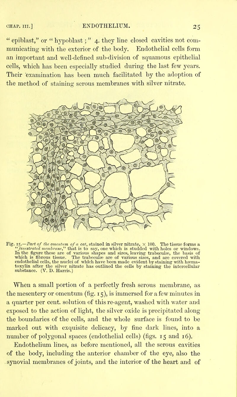  epiblast, or  hypoblast;  4. they line closed cavities not com- municating with the exterior of the body. Endothelial cells form an important and well-defined sub-division of squamous epithelial cells, which has been especially studied during the last few years. Their 'examination has been much facilitated by the adoption of the method of staining serous membranes with silver nitrate. Fig. 15.—Part of the omentum of a cat, stained in sOver nitrate, x 100. The tissue forms a ^^fenestrated memhrane that is to say, one which is studded with holes or windows. In the figure these are of various shapes and sizes, leaving trabecula;, the basis of which is fibrous tissue. The trabeculse are of various sizes, and are covered with endothelial cells, the nuclei of which have been made evident by staining with hfema- toxylin after the silver nitrate has outlined the cells by staining the intercellular substance. (V. D. Harris.) When a small portion of a perfectly fresh serous membrane, as the mesentery or omentum (fig. 15), is immersed for a few minutes in a qviarter per cent, solution of this re-agent, washed with water and exposed to the action of light, the silver oxide is precipitated along the boundaries of the cells, and the whole surface is found to be marked out with exquisite delicacy, by fine dark lines, into a number of polygonal spaces (endothelial cells) (figs. 15 and 16). Endothelium lines, as before mentioned, all the serous cavities of the body, including the anterior chamber of the eye, also the synovial membranes of joints, and the interior of the heart and of