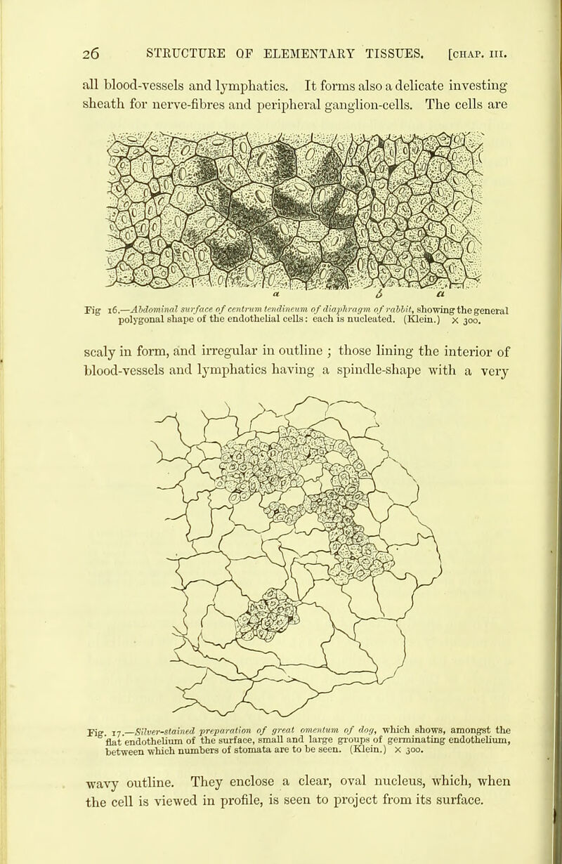 all blood-vessels and lymphatics. It forms also a delicate investing sheath for nerve-fibres and peripheral ganglion-cells. The cells are Fig i6.—Ahdominal surface of centrum tendineum of diaphragm of rahhit, showing the general polygonal shape of the endothelial cells: each is nucleated. (Klein.) x 300. scaly in form, and irregular in outline ; those lining the interior of blood-vessels and lymphatics having a spindle-shape with a very Silver-stoinfd jmparation of great omentum of dng, which shows, amongst the flat'endothelium of the surface, small and large groups of germinating endothelium, between which numbers of stomata are to be seen. (Klein.) x 300. ■wavy outline. They enclose a clear, oval nucleus, which, when the cell is viewed in profile, is seen to project from its surface.