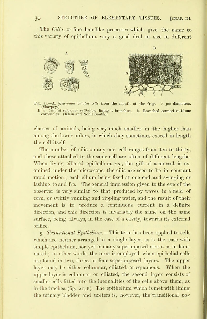 The Cilia, or fine hair-like processes which give the name to tliis variety of epithelium, vary a good deal in size in different Fig. 21.—A. Spheroidal ciliated cells from the mouth of the frog. X 300 diameters. (Sharpey.) B. a. Cilinted columnar epillieJium lining a bronchus. h. Branched connective-tissue corpuscles. (Klein and Noble Smith.) classes of animals, being very much smaller in the higher than among the lower orders, in which they sometimes exceed in length the cell itself. The number of cilia on any one cell ranges from ten to thirty, and those attached to the same cell are often of different lengths. When living ciliated epithelium, e.g., the gill of a mussel, is ex- amined under the microscope, the cilia are seen to be in constant rapid motion ; each cilium being fixed at one end, and swinging or lashing to and fro. The general impression given to the eye of the observer is very similar to that produced by waves in a field of corn, or swiftly running and rippling watei', and the result of their movement is to produce a continuous current in a definite direction, and this direction is invariably the same on the same surface, being always, in the case of a cavity, towards its external orifice. 5. Transitional Epithelium.—This term has been applied to cells which are neither arranged in a single layer, as is the case with simple epithelium, nor yet in many superimposed strata as in lami- nated ; in other words, the term is employed when epithelial cells are found in two, three, or four superimposed layers. The upper layer may be either columnar, ciliated, or squamous. When the upper layer is columnar or ciliated, the second layer consists of smaller cells fitted into the inequalities of the cells above them, as in the trachea (fig. 21, b). The epithelium which is met with lining the urinary bladder and ureters is, however, the transitional par