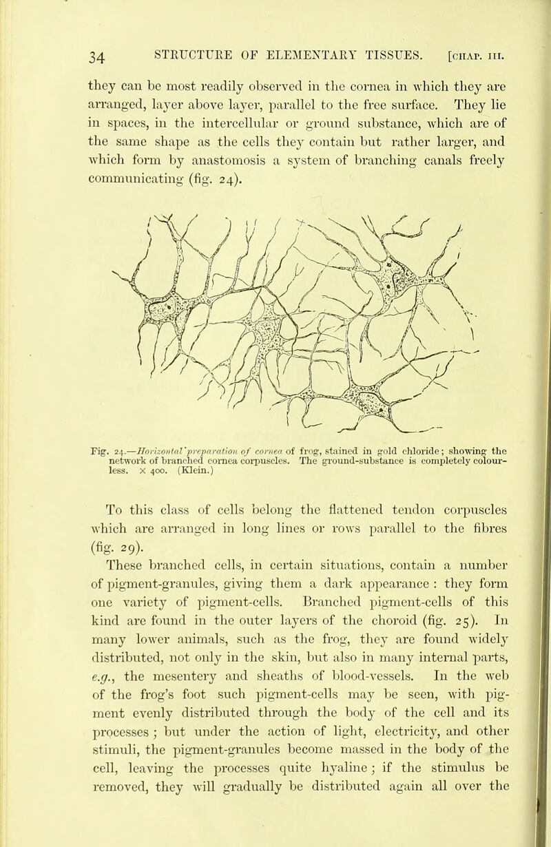 they can be most readily observed in the cornea in which they are arranged, Liyer above hxyer, parallel to the free surface. They lie in spaces, in the intercellular or ground substance, which are of the same shape as the cells they contain but rather larger, and Avhich form by anastomosis a system of branching canals freely communicating (fig. 24). Fig. 24.—Tlorkontnl'preparation of cornea oi frog, stained in gold chloride; showing the network of branched cornea corpuscles. The gi'ound-substance is completely colour- less. X 400. (Klein.) To this class of cells belong the flattened tendon corpuscles which are arranged in long lines or rows parallel to the fibres (fig. 29). These branched cells, in certain situations, contain a number of pigment-granules, giving them a dark appearance : they form one variety of pigment-cells. Branched pigment-cells of this kind ai'e found in the outer layers of the choroid (fig. 25). In many lower animals, such as the frog, they are found widely distributed, not only in the skin, but also in many internal parts, e.g., the mesentery and sheaths of blood-A'essels. In the web of the frog's foot such pigment-cells may be seen, with pig- ment evenly distributed through the body of the cell and its processes ; but under the action of light, electricity, and other stimuli, the pigment-granules become massed in the body of the cell, leaving the processes quite hyaline; if the stimulus be x-emoved, they will gradually be distributed again all over the