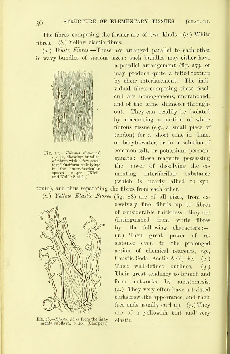 The fibres composing the former are of two kinds—(a.) Wliite fibres, (h.) Yellow elastic fibres. (a.) White Fibres.—These are arranged ^Jiii'fiHel to each other in wavy bundles of various sizes : such bundles may either have a parallel arrangement (fig. 27), or may produce qiiite a felted texture by their interlacement. The indi- vidual fibres composing these fasci- culi are homogeneous, v;nbranched, and of the same diameter tlirougli- out. They can readily be isolated by macerating a portion of white fibrous tissue (e.g., a small piece of tendon) for a short time in lime, or baryta-water, or in a solution of common salt, or potassium perman- ganate : these reagents possessing the power of dissolving the ce- menting interfibrillar substance (which is nearly allied to syn- tonin), and thus separating the fibres from each otlier. (6.) Yellow Elastic Fibres (fig. 28) are of all sizes, from ex- cessively fine fibrils up to fibres of considerable thickness : they are distinguished from white fibres by the following characters :— (i.) Their great power of re- sistance even to the prolonged action of chemical reagents, e.g., Caustic Soda, Acetic Acid, &c. (2.) Their well-defined outlines. (3.) Their great tendency to branch and form networks by anastomosis. (4.) They very often have a twisted corkscrew-like appearance, and their free ends usually curl up. (5.) They are of a yellowish tint and' very Fig. 28.—Elnsttc fibns from the liga- elastic menta subflava. x 200. (Sllarpey.) < • • Fig. 27.— Fihroiis tissue nf coiiien^ showing bundles of fibres with a few scat- tered fusifonn cells lying in the inter-fascicular spaces. X 400. (Klein and Noble Smith.)