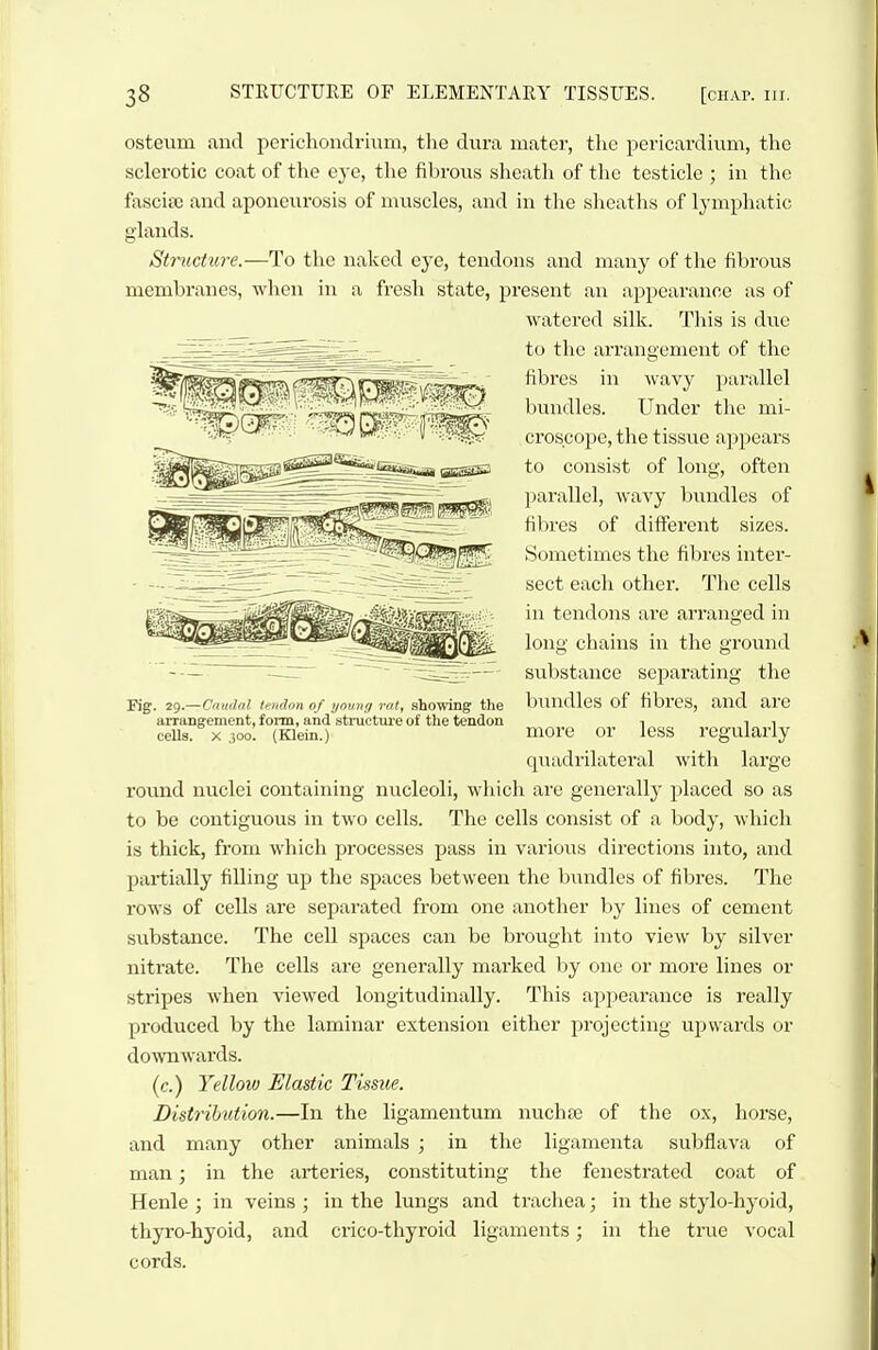 ostevim and i^erichondrium, the dura mater, the pericardium, the sclerotic coat of the eye, the fibrous sheath of the testicle ; in the fasciae and aponeurosis of muscles, and in tlie sheatlis of lymphatic glands. Structure.—To the naked eye, tendons and many of tlic fibrous membranes, when in a fresh state, present an appearance as of watered silk. This is diie to tlie arrangement of the fibres in wavy parallel bundles. Under the mi- croscope, the tissue appears to consist of long, often parallel, wavy bundles of fil)res of different sizes. Sometimes the filjres inter- sect each other. The cells in tendons are arranged in long chains in the ground sulistance separating the bundles of fibres, and are more or less regularly quadrilateral with large round nuclei containing nucleoli, which are generally placed so as to be contiguous in two cells. The cells consist of a body, whicli is thick, from which processes pass in various directions into, and partially filling up the spaces between the bundles of fibres. The rows of cells are separated from one another by lines of cement siibstance. The cell spaces can be brought into view by silver nitrate. The cells are generally marked by one or more lines or stripes when viewed longitudinally. This appearance is really produced by the laminar extension either projecting upwards or downwards. (c.) Yellow Elastic Tissue. Distribution.—In the ligamentum nucha) of the ox, horse, and many other animals ; in the ligamenta subflava of man; in the arteries, constituting the fenestrated coat of Henle ; in veins ; in the lungs and trachea; in the stylo-hyoid, thyro-hyoid, and crico-thyroid ligaments; in tlie true vocal cords. Fig. 29,—Cnudnl t*'i>don of ijov)}ff rat^ showing tlie arrangement, foim, and structure of the tendon cells. X 300. (Klein.)