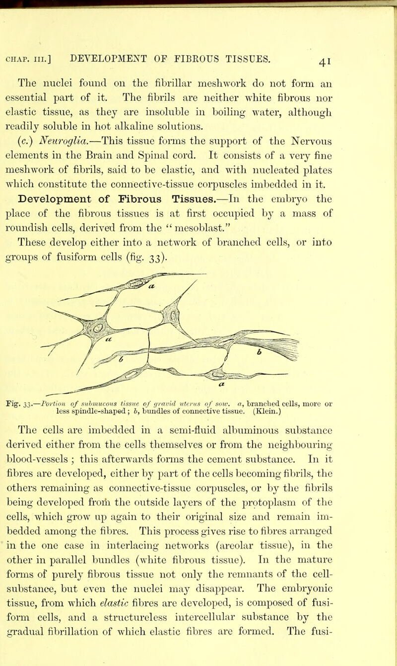 Tlie nuclei found on the fibrillar mesliwork do not form an essential part of it. The fibrils are neither white fibrous nor elastic tissue, as they are insoluble in boiling water, although readily soluble in hot alkaline solutions. (c.) Neuroglia.—This tissue forms the support of the Nervous elements in the Brain and Spinal cord. It consists of a very fine meshwork of fibrils, said to be elastic, and with nucleated plates which constitute the connective-tissue corpuscles imbedded in it. Development of Fibrous Tissues.—In the embryo the j)lace of the fibrous tiss\ics is at first occupied by a mass of roundish cells, derived from the  mesoblast. These develop either into a network of branched cells, or into groups of fusiform cells (fig. 33). Fig. 33.—Poi'tton of suhwucons thsne of iji-ni-id nterus of sow. n, branched cells, more or less spindle-shaped; b, bundles of connective tissue. (Klein.) The cells are imbedded in a semi-fluid albuminous substance derived either from the cells themselves or from the neighbouring- blood-vessels ; this afterwards forms the cement substance. In it fibres are developed, either by part of the cells becoming filjrils, the others remaining as connective-tissue corpuscles, or by the fibrils being developed froiii the outside layers of the protoplasm of the cells, which grow up again to their original size and remain im- bedded among the fibres. This process gives rise to fibres arranged in the one case in interlacing networks (areolar tissue), in the other in parallel bundles (white fibrous tissue). In the mature forms of purely fibroiis tissue not only tlie remnants of the cell- substance, but even the nuclei may disappear. The embryonic tissue, from which elastic fibres are developed, is composed of fusi- form cells, and a structureless intercellular substance by the gradual fibrillation of which elastic fibres are formed. The fusi-