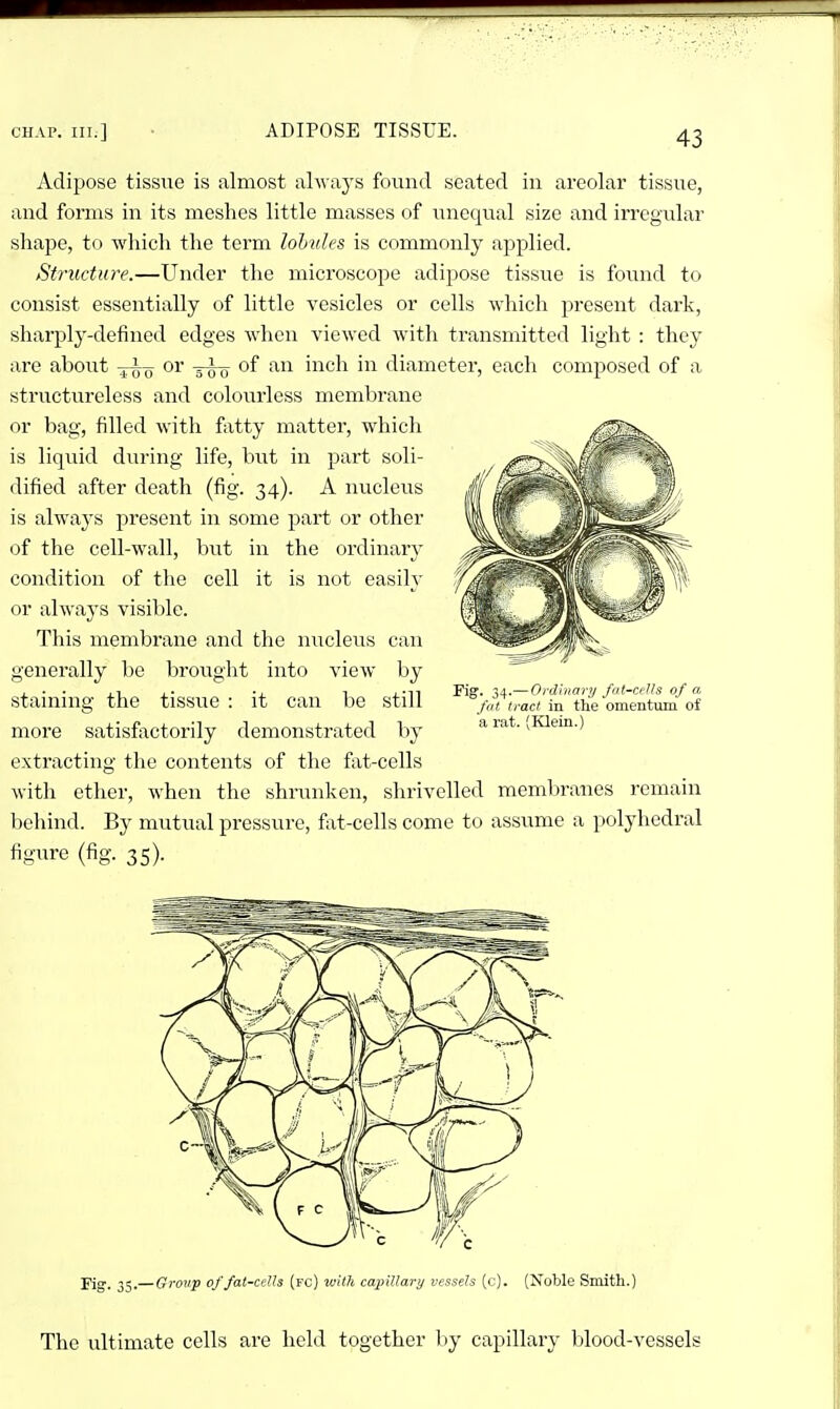 Adipose tissue is almost always found seated in areolar tissue, and forms in its meshes little masses of imequal size and irregular shape, to which the term lohides is commonly applied. Structure.—Under the microscope adipose tissue is found to consist essentially of little vesicles or cells which present dark, sharply-defined edges when viewed with transmitted light : they ai'e about -^^-^ or of an inch in diameter, each composed of a structureless and colourless membrane or bag, filled with fatty matter, which is liquid during life, but in part soli- dified after death (fig. 34). A nucleus is always present in some part or other of the cell-wall, but in the ordinary condition of the cell it is not easily or always visible. This membrane and the nucleus can generally be brought into view by , . . ,1 ,. ., , Pig. 34.— Ordinary fat-cells of a Stammg the tissue : it can be still fat tract in the omentum of more satisfactorily demonstrated by extracting the contents of the fat-cells with ether, when the shrunken, shrivelled membranes remain behind. By mutual pressure, fat-cells come to assume a polyhedral figure (fig. 35). Fig. 35.— Group of fat-cells (fc) with capillary vessels (c). (Noble Smith.) The ultimate cells are held together by capillary blood-vessels