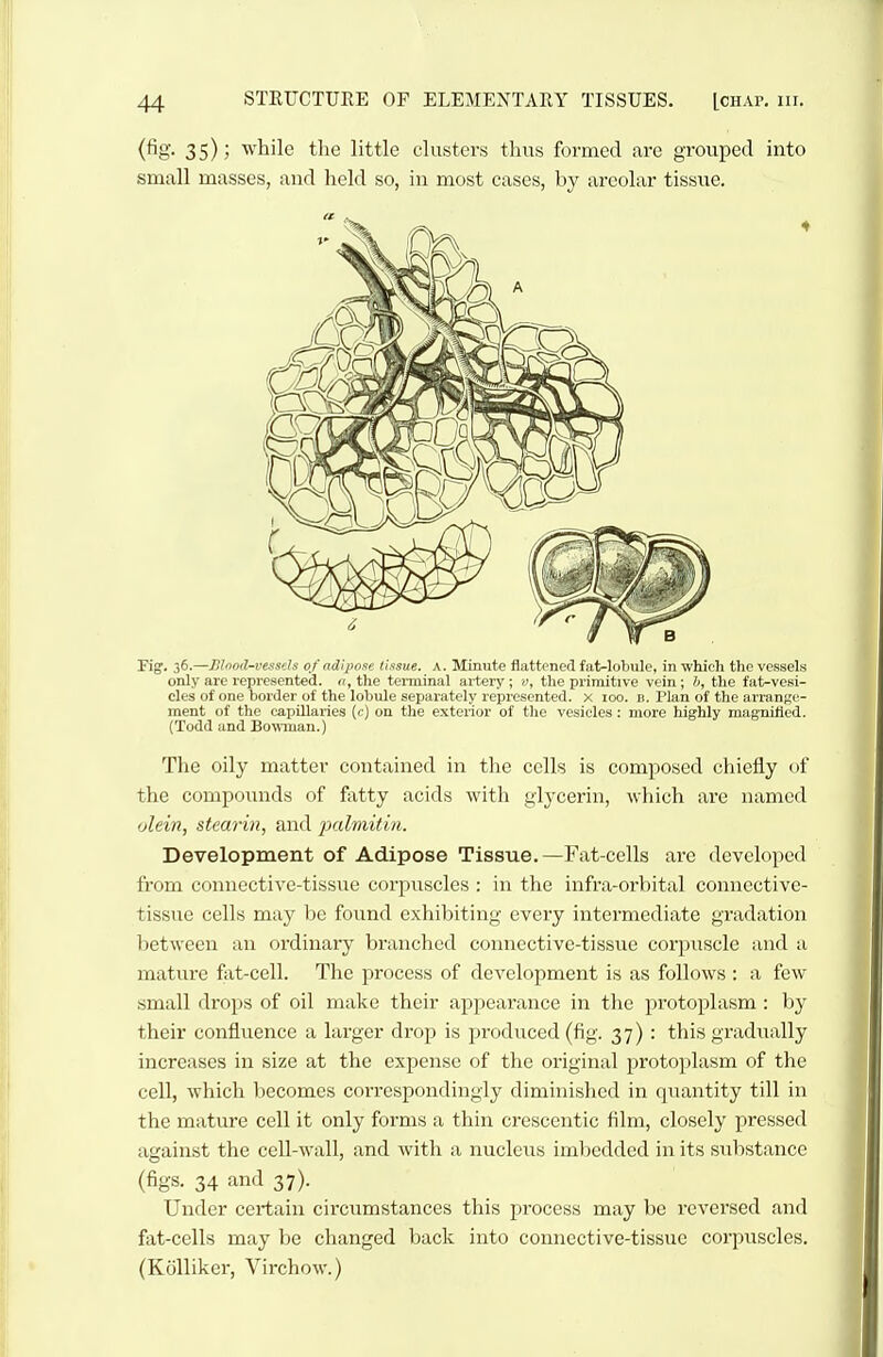 (fig. 3S); while the little clusters thus formed are grouped into small masses, and held so, in most cases, by areolar tissue. Fig. 36.—Blood-vessds of adipose tissue. A. Minute flattened fat-lobule, in which the vessels only are represented, n, the terminal artery ; y, the primitive vein; b, the fat-vesi- cles of one border of the lobule separately represented, x loo. b. Plan of the arrange- ment of the capillaries (c) on the exterior of the vesicles: more highly magnifled. (Todd and Bowman.) The oily matter contained in the cells is composed chiefly of the compounds of fatty acids with glycerin, which are named olein, stearin, and palmitiii. Development of Adipose Tissue.—Fat-cells are developed from connective-tissue corpuscles : in the infra-orbital connective- tissue cells may be found exhibiting every intermediate gradation between an ordinary branched connective-tissue corpuscle and a mature fat-cell. The process of development is as follows : a few small drops of oil make their appearance in the protoplasm : by their confluence a larger drop is produced (fig. 37) : this gradually increases in size at the expense of the original protoplasm of the cell, which becomes correspondingly dimhiished in quantity till in the mature cell it only forms a thin crescentic film, closely pressed against the cell-wall, and with a nuclens imbedded in its substance (figs. 34 and 37). Under certain circumstances this process may be reversed and fat-cells may ])e changed back into connective-tissue corpuscles. (Kolliker, Virchow.)