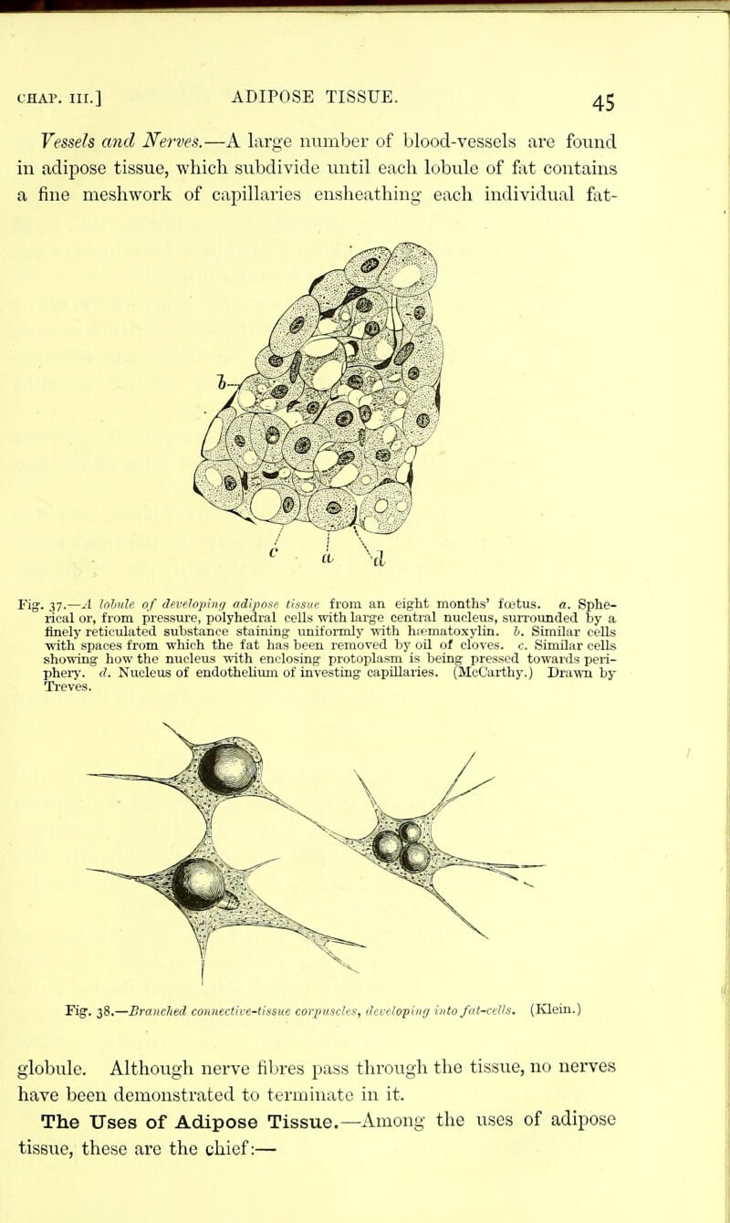 Vessels and Nerves.—A large number of blood-vessels are found in adipose tissue, which subdivide until each lobule of fat contains a fine meshwork of capillaries ensheathing each individual fat- Fig'. 37.—A Inhnle of developinr/ adiposi- lissuit from an eight months' fojtus. a. Sphe- rical or, from pressure, polyhedral cells with large central nucleus, surrounded by a finely reticulated substance staining uniformly with h;ematoxylin. h. Similar cells with spaces from which the fat has been removed by oil of cloves, c. Similar cells showing how the nucleus with enclosing protoplasm is being pressed towards peri- phery, d. Nucleus of endotheliiun of investing capillaries. (McCarthy.) Drawn by Treves. have been demonstrated to terminate in it. The Uses of Adipose Tissue.—Among the uses of adipose tissfie, these are the chief:—