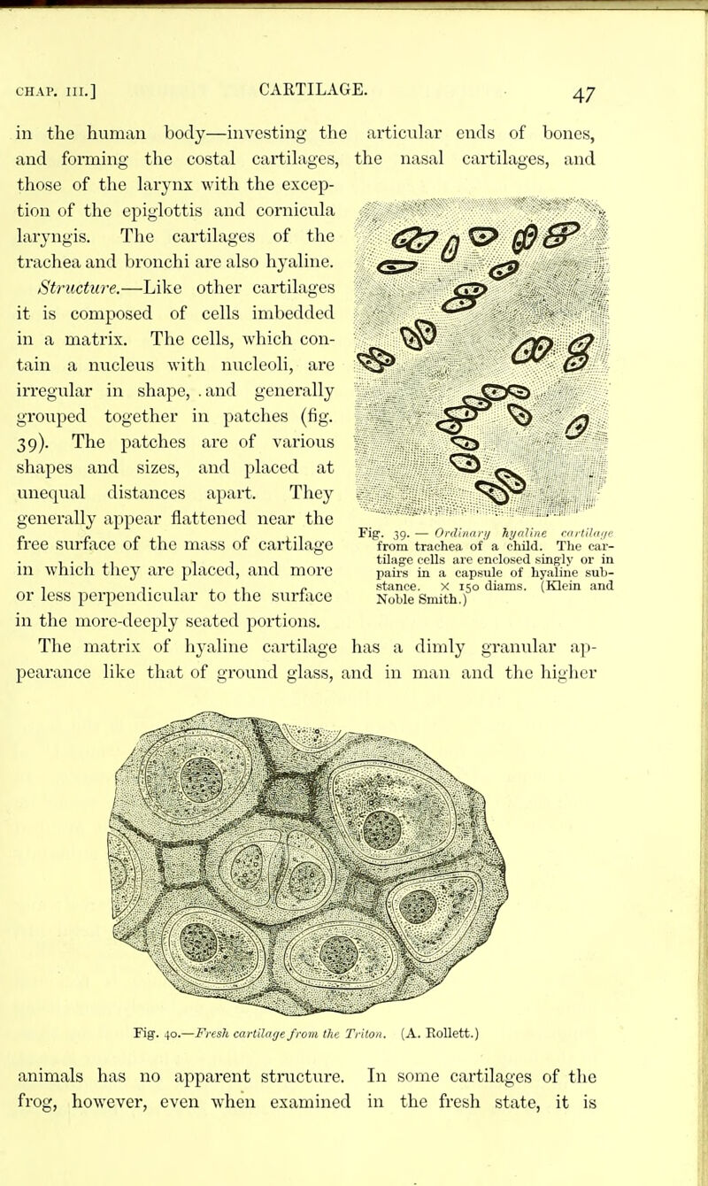 in the human body—investing the and forming the costal cartilages, those of the larynx with the excep- tion of the epiglottis and cornicnla laryngis. The cartilages of the trachea and bronchi are also hyaline. Structure.—Like other cartilages it is composed of cells imbedded in a matrix. The cells, which con- tain a nucleus with nucleoli, are irregular in shape, . and generally grouped together in patches (fig. 39). The patches are of various shapes and sizes, and placed at unequal distances apart. They generally appear flattened near the free surfece of the mass of cartilage in which tliey are placed, and more or less perpendicular to the surface in the morc-deeply seated portions. The matrix of hj-aline cartilage articidar ends of bones, the nasal cartilages, and Fig. 39. — Ordinary hyaline cn/'tlla;fi' from trachea of a child. The car- tilage cells are enclosed singly or in pairs in a capsule of hyaline sub- stance. X 150 diams. (Klein and Noble Smith.) has a dimly granular ap- pearance like tliat of ground glass, and in man and the higlicr Fig. 40.—Fresh cartilage from the Trllon. (A. RoUett, animals has no apparent structure. In some cai'tilages of tlie frog, however, even when examined in the fresh state, it is