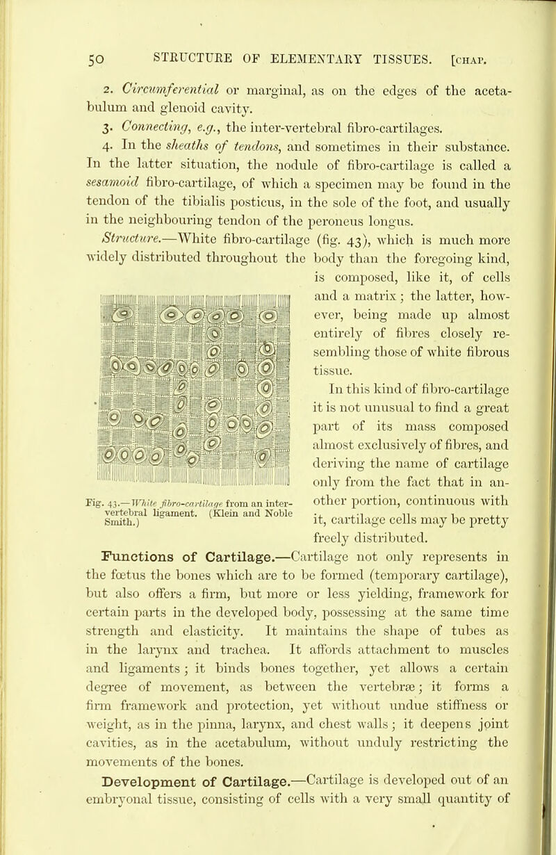 2. Circumferential or marginal, as on the edges of the aceta- bulum and glenoid cavity. 3. Connecting, e.g., the inter-vertebral fibro-cartilages. 4. In the sheaths of tendons, and sometimes in their substance. In the latter situation, tlie nodule of fibro-cartilage is called a sesamoid fibro-cartilage, of which a specimen may be found in the tendon of the tibialis posticus, in the sole of the foot, and usually in the neighbouring tendon of the peroneus longus. Structure.—White fibro-cartilage (fig. 43), which is much more widely distributed throughout the body than the foregoing kind, is composed, like it, of cells and a matrix ; the latter, how- ever, being made up almost entirely of fibres closely re- sembling those of white fibrous tissue. In this kind of fibro-cartilage it is not unusual to find a great part of its mass composed almost exclusively of fibres, and deriving the name of cartilage onl}' from the foot that in an- other portion, continuous with it, cartilage cells may be pretty freely distributed. Functions of Cartilage.—Cartilage not only represents in the foetus the bones which are to be formed (temjiorary cartilage), but also offers a firm, but more or less yielding, framework for certain parts in the developed body, possessing at the same time strength and elasticity. It maintains the shape of tubes as in the larynx and trachea. It affords attachment to muscles and ligaments; it binds bones together, yet allows a certain degree of movement, as between the vertebrte; it forms a firm framework and protection, yet without undue stiffness or weight, as in the pinna, larynx, and chest walls; it deepens joint cavities, as in the acetabulum, without unduly restricting the movements of the bones. Development of Cartilage.—Cartilage is developed out of an embryonal tissue, consisting of cells with a very small quantity of Fig. 43.— White fhro-cartilaqi- from an inter- vertebral lig-ament. (Klein and Noble Smith.)