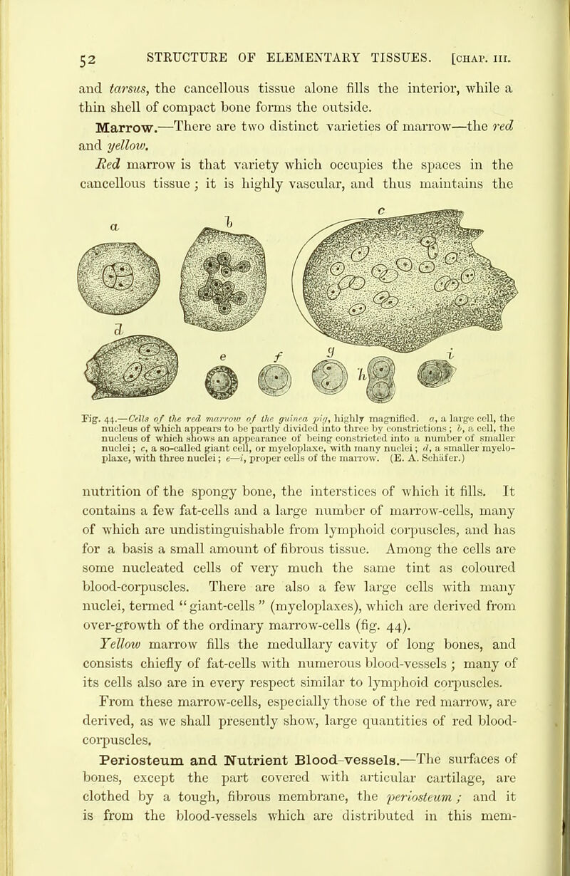 and tarsus, the cancellous tissue alone fills tlie interioi, wliile a thin shell of compact bone forms the oiitside. Marrow.—There are two distinct varieties of marrow—the red and yelloiv. Red marrow is that variety which occupies the spaces in the cancellous tissue ; it is highly vascular, and thus maintains the Fig. 44.—Cells of the red marrow of the guinea -jii;/, liiglily mag-nilied. a, a large cell, the nucleus of ■whicli appears to be partly divided into three by constiictions; I, a cell, the nucleus of which shows an appearance of being constricted into a number of smaller nuclei; c, a so-called giant cell, or myeloplaxe, with many nuclei; d, a smaller myelo- plaxe, with three nuclei; e—proper cells of the maiTow. (E. A. Schiifer.) nutrition of the spongy bone, the interstices of which it fills. It contains a few fat-ceUs and a large number of marrow-cells, many of Avhich are undistinguishable from lymphoid corjjuscles, and has for a basis a small amount of fibrous tissue. Among the cells are some nucleated cells of very much the same tint as coloured blood-corpuscles. There are also a few large cells with many nuclei, termed giant-cells (myeloplaxes), which are derived from over-gfowth of the ordinary marrow-cells (fig. 44). Yellow marrow fills the medullary cavity of long bones, and consists chiefly of fat-cells with numerous blood-vessels ; many of its cells also are in every respect similar to lymphoid coq^uscles. From these marrow-cells, especially those of the red marrow, are derived, as we shall presently show, large quantities of red blood- corjiuscles. Periosteum and Nutrient Blood-vessels.—Tlie surfixces of bones, except the part covered with articular cartilage, are clothed by a tough, fibrous membrane, the periosteum; and it is from the blood-vessels which are distributed in this mem-