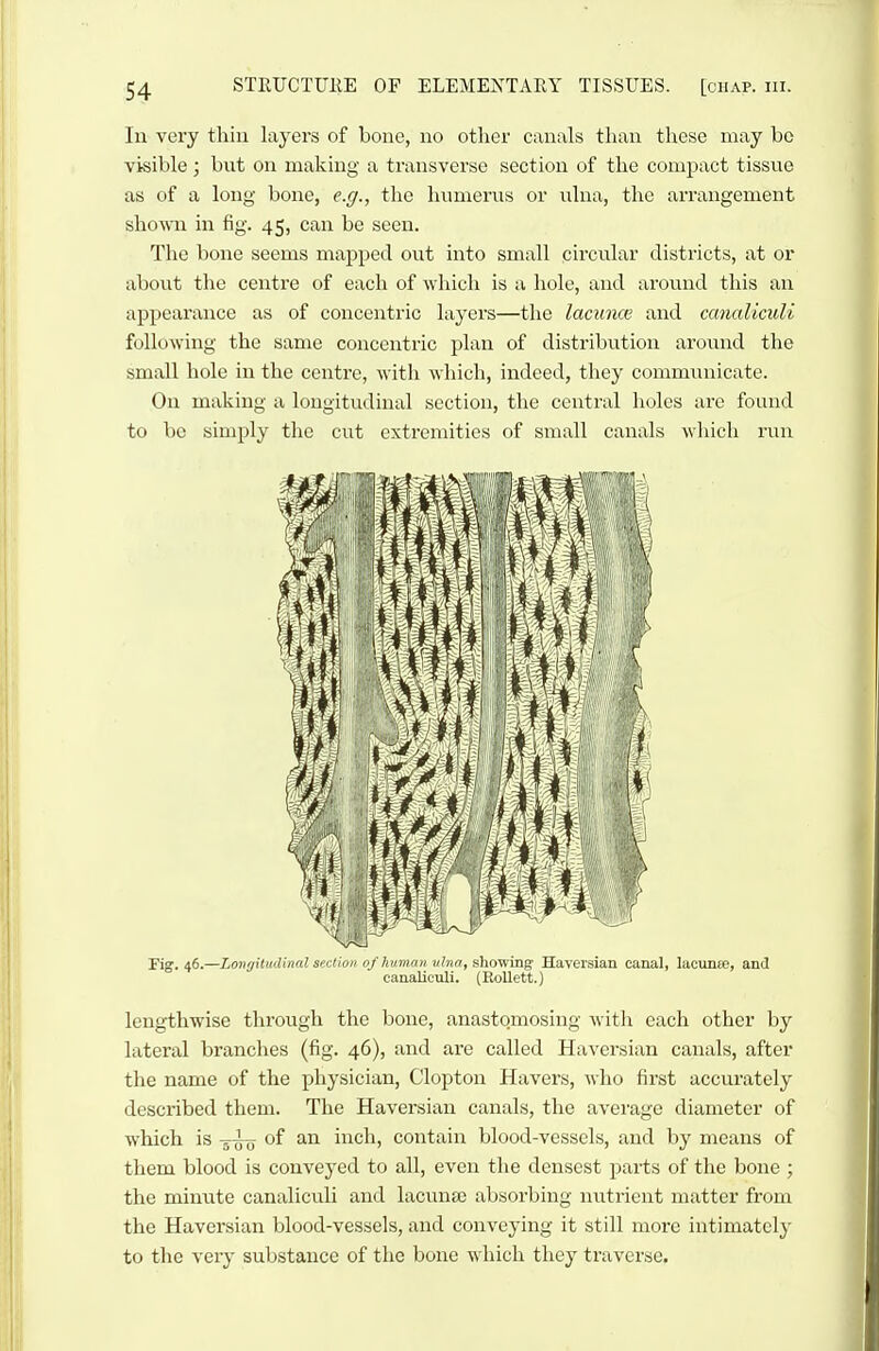 In very thin layers of bone, no other canals than these may bo visible; but on making a transverse section of the compact tissue as of a long bone, e.ff., the humerus or ulna, the arrangement shown in fig. 45, can be seen. The bone seems mapped out into small circular districts, at or about the centre of each of which is a hole, and around this an appearance as of concentric layers—the lacunce and canaUculi following the same concentric plan of distribvition around the small hole in the centre, with which, indeed, they communicate. On making a longitudinal section, the central holes arc found to be simply the cut extremities of small canals wliich run rig. 46.—Longitudinal section 0/human ulna, aho-wing Haversian canal, lacunfo, and canaliculi. (Eollett.) lengthwise through the bone, anastqmosing witli each other by lateral branches (fig. 46), and are called Haversian canals, after the name of the physician, Clopton Havers, who first accurately described them. The Haversian canals, the average diameter of which is -5^0 of an inch, contain blood-vessels, and by means of them blood is conveyed to all, even the densest paiis of the bone ; the minute canaliculi and lacuna; absorbing nutrient matter from the Haversian blood-vessels, and conveying it still more intimatclj- to the very substance of the bone which they traverse.