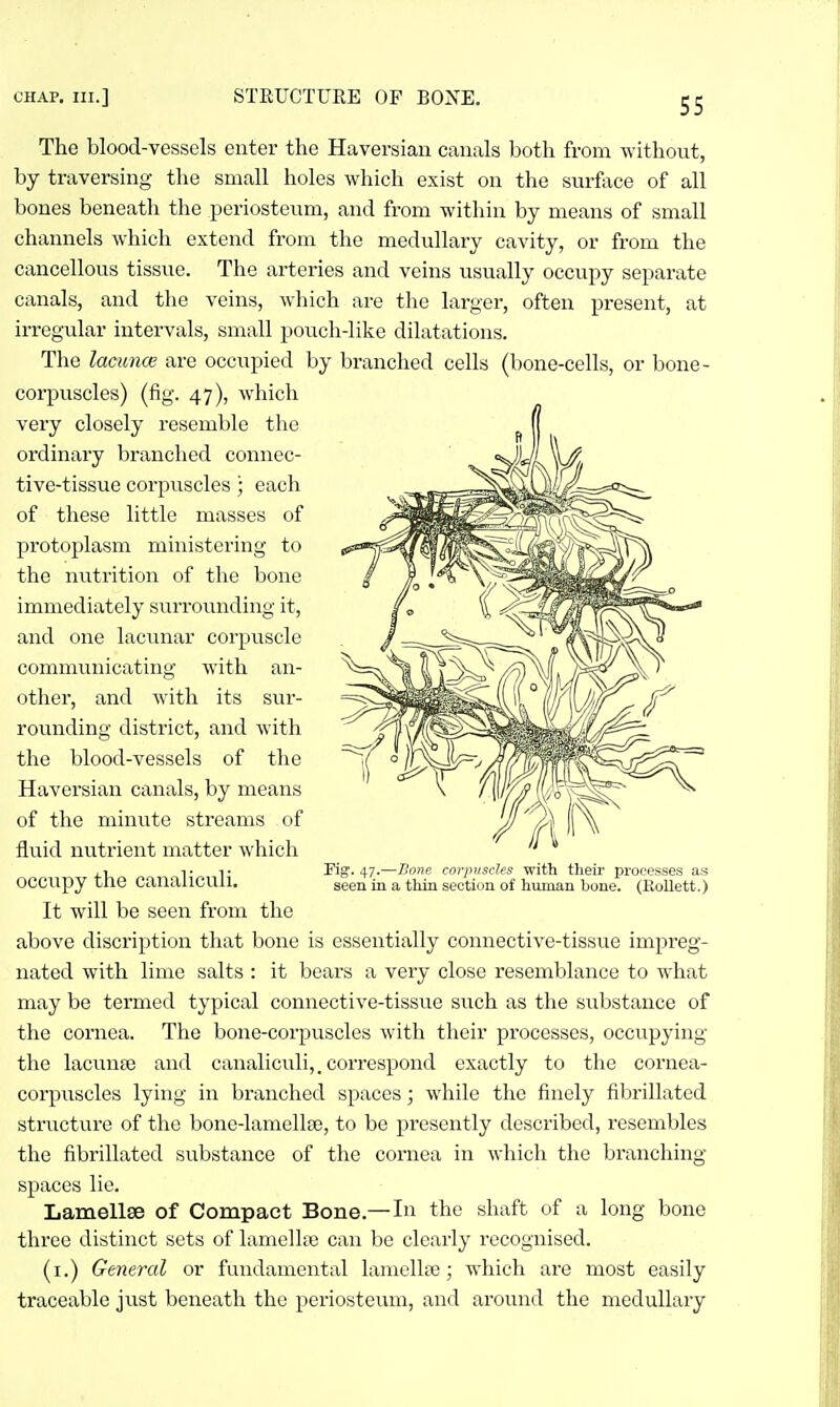 The blood-vessels enter the Haversian canals both from without, by traversing the small holes which exist on the surftxce of all bones beneath the periosteum, and from within by means of small channels which extend from the medullary cavity, or from the cancellous tissue. The arteries and veins usually occupy separate canals, and the veins, which are the larger, often present, at irregular intervals, small pouch-like dilatations. The lacunce are occupied by branched cells (bone-cells, or bone- corpuscles) (fig. 47), which very closely resemble the ordinary branched connec- tive-tissue corpuscles • each of these little masses of protoplasm ministering to the nutrition of the bone immediately siirrounding it, and one lacunar corpuscle communicating with an- other, and with its sur- rounding district, and with the blood-vessels of the Haversian canals, by means of the minute streams of fluid nutrient matter which occupy the canaliculi. It will be seen from the above discription that bone is essentially connective-tissue impreg- nated with lime salts : it bears a very close resemblance to what may be termed typical connective-tissue such as the substance of the cornea. The bone-corpuscles with their processes, occupying the lacunse and canaliculi,. correspond exactly to the cornea- coi'puscles lying in branched spaces; while the finely fibrillated structure of the bone-lamellte, to be presently described, resembles the fibrillated substance of the cornea in which the branching spaces lie. Lamellae of Compact Bone.—In the shaft of a long bone three distinct sets of lamella) can be clearly recognised. (i.) General or fundamental lamellte; which are most easily traceable just beneath the periosteum, and around the medullary 17.—Bone corpuscles with their processes as seen in a thin sectiun of human bone. (EoUett.)