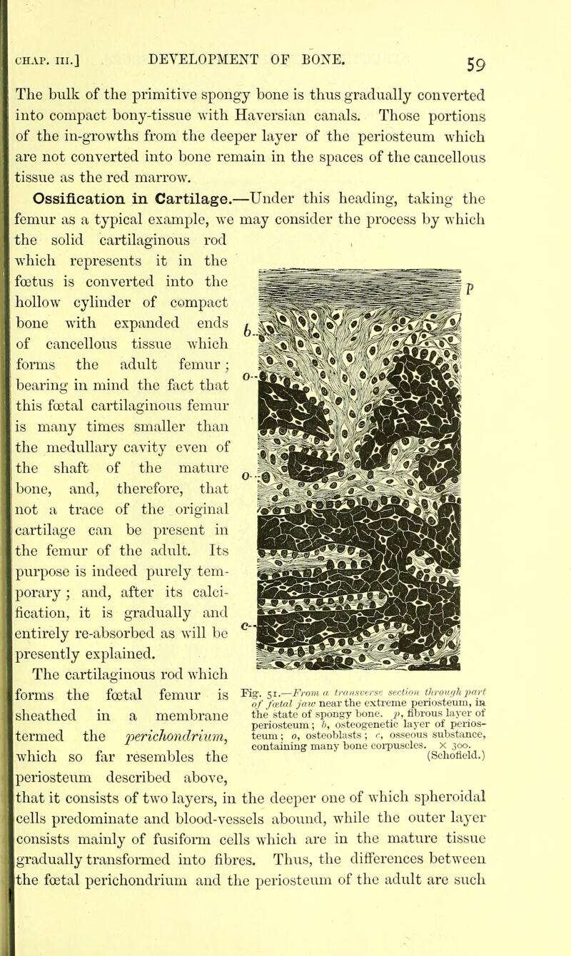 The bulk of the primitive spongy bone is thus gradually converted into compact bony-tissue with Haversian canals. Those portions of the in-growths from the deeper layer of the periosteum which are not converted into bone remain in the spaces of the cancellous tissue as the red marrow. Ossification in Cartilage.—Under this heading, taking the femur as a typical example, we may consider the process by which the solid cartilaginous rod which represents it in the fojtus is converted into the hollow cylinder of compact bone with expanded ends of cancellous tissue which forms the adult femur; hearing in mind the fact that this fa3tal cartilaginous femur is many times smaller than tlic medullary cavity even of tlie shaft of the mature bone, and, therefore, that not a trace of the original cartilage can be present in tlie femur of the adult. Its purpose is indeed purely tem- porary ; and, after its calci- fication, it is gradually and entirely re-absorbed as will be presently explained. The cartilaginous rod which forms the foetal femur is slieathed in a membrane termed the peric7to??f?n'z«m, which so far resembles the periosteum described above, that it consists of two layers, in the deeper one of which spheroidal cells predominate and blood-vessels abound, while the outer layer consists mainly of fusifomi cells which are in the mature tissue gradually transformed into fibres. Thus, the differences between the foetal perichondrium and the periosteum of the adult are such Fig. 51.—From n trininvtrs'- section thi-oufih part of fatal jaw near the extome periosteum, m the state of spongy bone. 2>, fibrous layer of periosteum; h, osteogenetic layer of perios- teum ; 0, osteoblasts; <■, osseous substance, containing many bone corpuscles, x 300. (Schofield.)