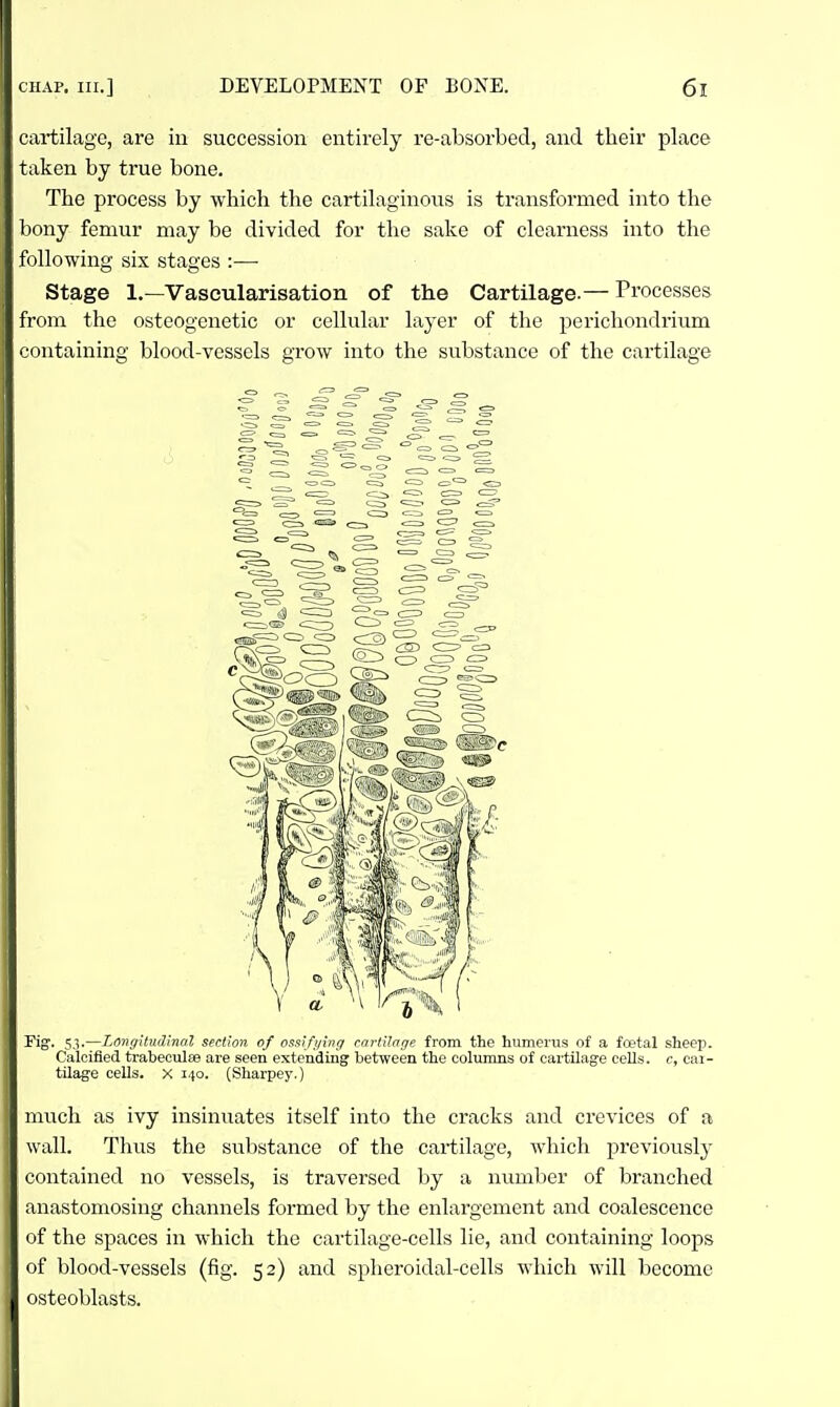 cartilage, are in succession entirely re-absorbed, and their place taken by true bone. The process by which the cartilaginous is transformed into the bony femur may be divided for the sake of clearness into the following six stages :— Stage 1.—Vascularisation of the Cartilage.— Processes from the osteogcnetic or cellular layer of the perichondrium containing blood-vessels grow into the substance of the cartilage Fig'. 5,v—Longitudinol section of osnifi/inff cartUage from the humerus of a foetal sheep. Calcified trabecules are seen extending between the columns of cartilage cells, c, cai- tilage cells, x 140. (Sharpey.) much as ivy insinuates itself into the cracks and crevices of a wall. Thus the substance of the cai-tilage, which previously contained no vessels, is traversed by a number of branched anastomosing channels formed by the enlargement and coalescence of the spaces in which the cartilage-cells lie, and containing loops of blood-vessels (fig. 52) and spheroidal-cells which will become osteoblasts.