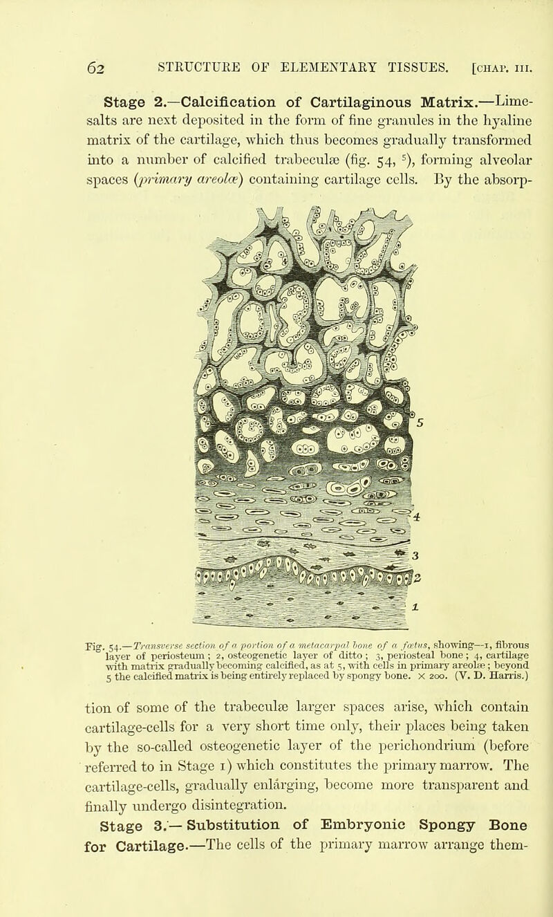 Stage 2.—Calcification of Cartilaginous Matrix.—Lime- salts are next deposited in the form of fine granules in the hyaline matrix of the cartilage, which thus becomes gradually transformed mto a number of calcified trabeculse (fig. 54, forming alveolar spaces (^primary areolce) containing cartilage cells. By the absorp- Fio. 54.—Tffnsverse sf.ctrnn of n portion 0/ o mfdacohone of a fn?tifs, showing—r, fibrous layer of periosteum; 2, osteogenetic layer of ditto; 3, periosteal bone; 4, cartilage with matiTX gradually becoming calcified, as at 5, with cells in piimary areohe; beyond 5 the calcified matrix is being entii-ely replaced by spongy bone, x 200. (V. D. Hanis.) tion of some of the trabecute larger spaces arise, which contain cartilage-cells for a very short time only, their places being taken by the so-called osteogenetic layer of the perichondrium (before referred to in Stage i) which constitutes the primary marrow. The cartilage-cells, gradually enlarging, become more transparent and finally undergo disintegration. Stage 3.— Substitution of Embryonic Spongy Bone for Cartilage.—The cells of the primary marrow arrange them-