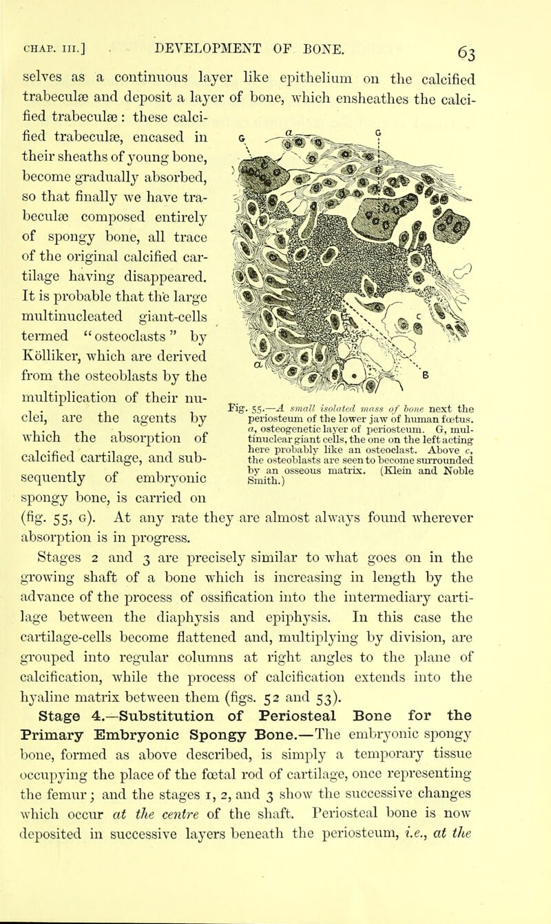 selves as a continuous layer like epithelium on the calcified trabeculse and dejDOsit a layer of bone, which ensheathes the calci- fied trabeculee: these calci- fied trabeculae, encased in their sheaths of young bone, become gradually absorbed, so that finally we have tra- beculcO composed entirely of spongy bone, all trace of the original calcified car- tilage having disappeared. It is probable that th'e large multinucleated giant-cells termed osteoclasts by Kolliker, which are derived from the osteoblasts by the multiplication of their nu- clei, are the agents by which the absorption of calcified cartilage, and sub- sequently of embryonic spongy bone, is carried on (fig. 55, g). At any rate they are almost always found wherever absorption is in progress. Stages 2 and 3 are precisely similar to what goes on in the growing shaft of a bone which is increasing in length by the advance of the process of ossification into the intermediary carti- lage between the diaphysis and epiphysis. In this case the cartilage-cells become flattened and, multiplying by division, are grouped into regular columns at right angles to the plane of calcification, while the process of calcification extends into the hyaline matrix between them (figs. 52 and 53). Stage 4.—Substitution of Periosteal Bone for the Primary Embryonic Spongy Bone.—The embryonic spongy bone, formed as above described, is simply a temporary tissue occiipying the place of the foetal rod of cartilage, once representing the femur; and the stages i, 2, and 3 show the successive changes which occur at the centre of the shaft. Periosteal bone is now- deposited in successive layers beneath the periosteum, i.e., at the Pig. 55.—A small isolated tnass of bone next the periosteimi of the lower jaw of human foetus. «, osteogenetic layer of periosteum. G, mul- tinuclear giant cells, the one on the left acting here probably like an osteoclast. Above c, the osteoblasts are seen to become sm-rouuded by an osseous matrix. (Klein and Noble Smith.)