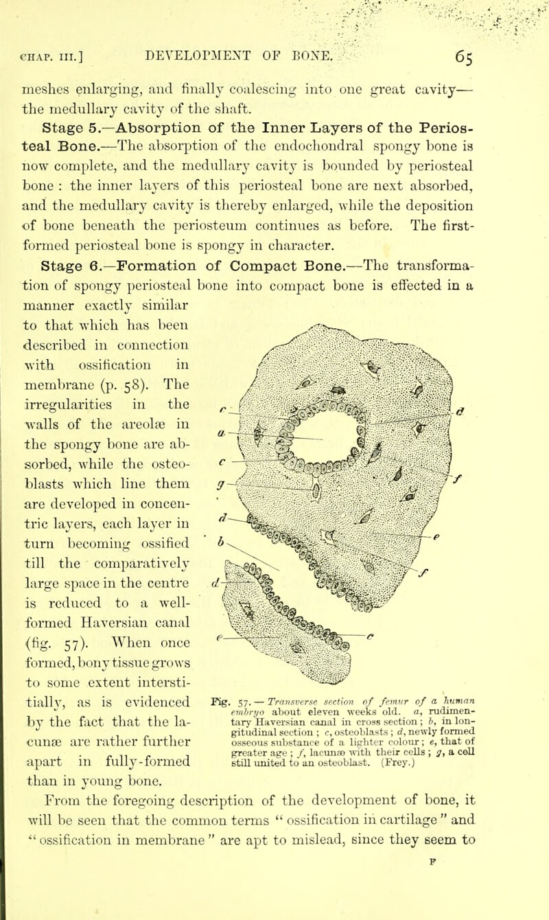 meshes enlarging, and finally coalescing into one great cavity— the medullary cavity of the shaft. Stage 5.—Absorption of the Inner Layers of the Perios- teal Bone.—The al)Sorption of the cnd<icliondral spongy bone is now complete, and the mediillar}- cavity is bounded by periosteal bone : the inner layers of this periosteal bone are next absorl)ed, and the medullary cavity is thereby enlarged, while the deposition of bone beneath the periosteum continues as before. The first- f(.irmed periosteal bone is spongy in character. Stage 6.—Formation of Compact Bone.—The transforma- tion of spongy periosteal bone into compact bone is effected in a manner exactly similar to that which has been described in connection with ossification in membrane (p. 58). The irregularities in the walls of the areolaa in the spongy bone are ab- sorbed, while the osteo- blasts which line them are developed in concen- tric layers, each layer in turn becoming ossified till tlie comparatively- large space in the centre is reduced to a well- formed Haversian canal (fig. 57). When once formed, bony tissue grows to some extent intersti- tialh', as is evidenced by the fact that the la- cunje are rather further apart in fully-formed than in young bone. From the foregoing description of the development of bone, it will be seen that the common terms  ossification in cartilage  and  ossification in membrane  are apt to mislead, since they seem to F Fig. 57. — Transverse section of femur of a, liftman embryo about eleven weeks old. a, rudimen- tary Haversian canal in cross section ; b, in lon- gitudinal section ; c, osteoblasts; d, newly formed osseous substance of a lighter coloxur; e, that of greater age ; /, lacunae with their cells ; g, a cell still united to an osteoblast. (Frey.)