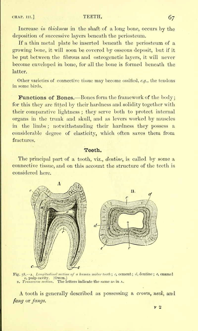 Increase in tkickness in the shaft of a long bone, occurs by the deposition of successive layers beneath the periosteum. If a thin metal plate be inserted beneath the periosteum of a growing bone, it will soon be covered by osseous deposit, but if it be put between the fibrous and osteogcnetic layers, it will never become enveloped irn bone, for all the bone is formed beneath the latter. Other varieties of connective tissue may become ossified, e.fl., the tendons in some birds. Functions of Bones.—Bones form the framework of the body; for this they are fitted by their hardness and solidity together with their comparative lightness ; they serve both to protect internal organs in the tnuik and skull, and as levers worked by muscles in the limbs; notwithstanding their hardness they possess a considerable degree of elasticity, which often saves them from fractures. Teeth. The principal part of a tooth, viz., dentine, is called by some a connective tissue, and on this account the structure of the teeth is considered here. Fig. 58.—A. Lniit/iiiidiiKil xeriioii 0/ u Imman molar tooth ; c, cement; J, dentine ; e, enamel V, pulp cavity. (Owen.) B. Transverse section. The letters indicate the same as in A. A tooth is generally described as possessing a crown, neck, and fang or fangs. F 2