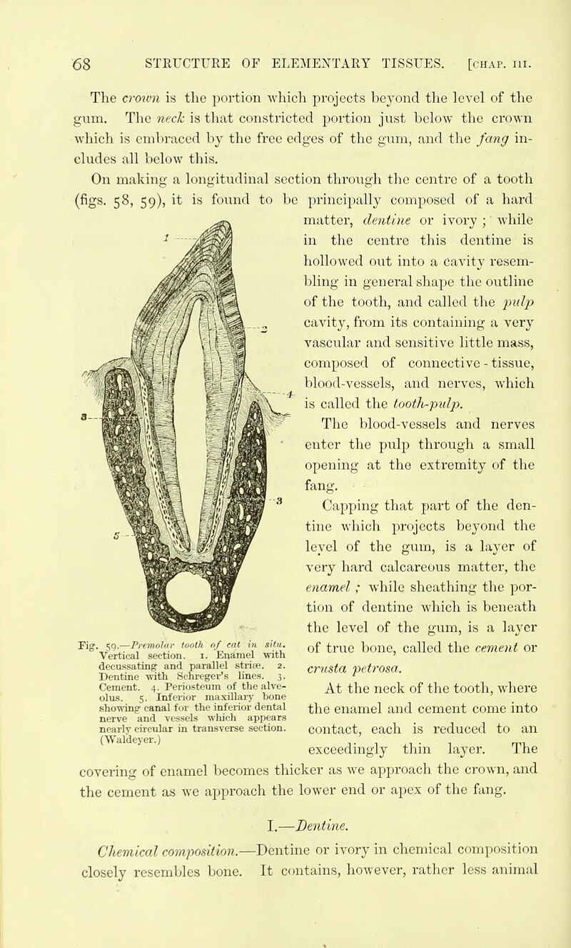 The crown is the portion Avliich projects beyond the level of the gum. The nech is that constricted portion just below tlie crown which is embraced by the free edges of the gum, and the fang in- cludes all below this. On making a longitudinal section through the centre of a tooth (figs. 58, 59), it is found to be principally composed of a hard matter, dentine or ivory ; while in the centre this dentine is liollowed out into a cavity resem- bling in general shape the outline of the tooth, and called the jndjy cavity, from its containing a very vascular and sensitive little mass, composed of connective - tissue, blood-vessels, and nerves, which is called the lootli-pulp. Tlie lilood-vessels and nerves enter tlie pulp through a small opening at the extremity of the fang. Capping that part of the den- tine wliiuli projects beyond the level of the gum, is a layer of very hard calcareous matter, the enamel; while sheathing the por- tion of dentine which is beneath the level of the gum, is a layer of true bone, called the cement or crusta petrosa. At the neck of tlie tooth, wliere the enamel and cement come into contact, each is reduced to an exceedingly thin layer. The covering of enamel becomes thicker as we approach the crown, and the cement as we approach the lower end or apex of the fang. rig. 59.—Premoliir toolh nf eat in situ. Vertical section, i. Enamel with decussating and parallel strise. 2. Dentine with Schreger's lines. 3. Cement. 4. Periosteum of the alve- olus. 5. Inferior maxillary bone sliowing- canal for the inferior dental nerve and vessels wluch appears nearly circular in transverse section. (Waldeyer.) Chemiccd composition.' closely resembles bone. I.—Dentine. -Dentine or ivory in chemical composition It contains, however, rather less animal
