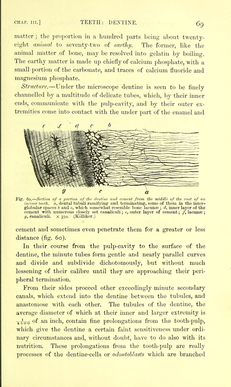 CHAT. iJi.] TEETH: DEXTINE. matter ; the proportion in a hundred parts being about twenty- eight animal to seventy-two of earthy. The former, like the animal matter of bone, may be resolved into gelatin liy boiling. The earthy matter is made up chiefly of calcium pliosphate, with a small-portion of the carbonate, and traces of calcium fluoride and magnesium phosphate. Structure.—Under the microscope dentine is seen to be finely channelled by a multitude of delicate tubes, Avhicii, l)y their inner ends, communicate with the pulp-cavity, and by their outer ex- tremities come into contact with the under part of the enamel and r ./ fl (■ b Pig. 60.—Section of a portion of tfif iJi'ittine and cement from the middle of the root of an incisor tooth, a, dental tubuli ramif jing and terminating, some of them in the inter- globular spaces h and c, which somewhat resemble bone lacuna?; d, inner layer of the cement witli numerous i;loscly set caualiculi; c, outer layer of cement; /, lacunee; ij, canaliculi. x 350. (KuUiker.) cement and sometimes even penetrate them for a greater or less distance (fig. 60). In their course from the pulp-cavity to the surface of the dentine, the minute tubes form gentle and nearly parallel curves and divide and subdivide dichotomously, but without much lessening of their calibre until they are approaching their peri- pheral termination. From their sides proceed other exceedingly minute secondary canals, which extend into the dentine between the tubules, and anastomose with each other. The tul)ules of the dentine, the average diameter of which at their inner and larger extremity is fii00 inch, contain fine prolongations from the tooth-pulp, which give the dentine a certain faint sensitiveness under ordi- nary circumstances and, without doul)t, have to do also with its nutrition. These prolongations from the tooth-pulp are really processes of the dentine-cells or odontoblasts which are branched