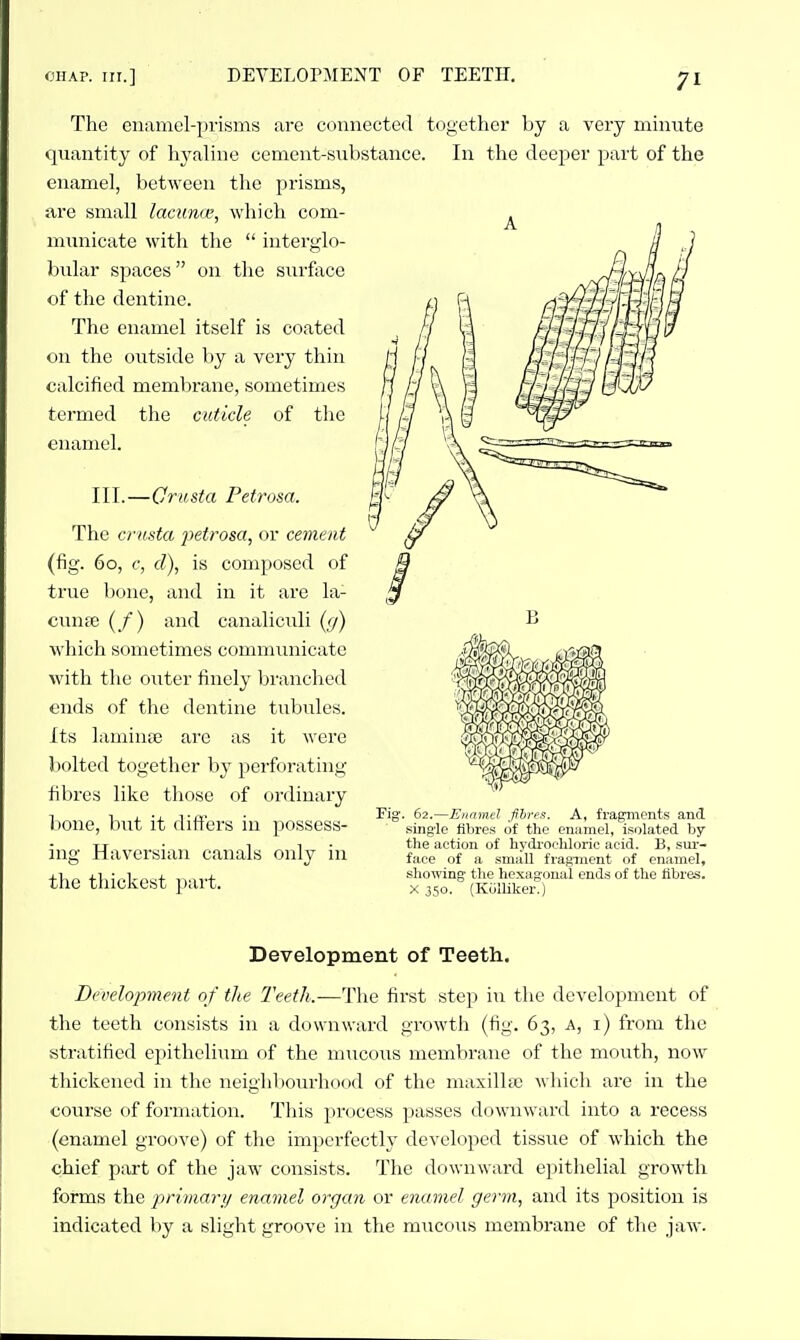 The enamel-pi'isms are comiectecl together by a very quantity of hyaline cement-substance. In the deeper par enamel, between the prisms, are small lacuna', which com- municate with the  interglo- bular spaces on tlie surface of the dentine. The enamel itself is coated on the outside by a very thin calcified membrane, sometimes termed the cuticle of the enamel. III.—Crusta Petrosa. The crusta petrosa, or cement (fig. 60, c, cl), is composed of true l)one, and in it are la- cunte (/) and canaliciUi (</) which sometimes communicate with the outer finely branched ends of the dentine tubules. Its lamiuEE are as it were ) )olted together by perforating fibres like those of oi'dinary l»oue, but it differs in possess- ing Haversian canals only in the thickest part. minute t of the rig. 62.—Eiinmd fihr A, fragments and .single fibres of the enamel, isolated by the action of hydrochloric acid. B, sur- face of a small fragment of enamel, showing the hexagonal ends of the fibres. X 350. (KdUiker.) Development of Teeth. Development of the Teeth.-—I'he first step iti the development of the teeth consists in a downward growtli (fig. 63, a, i) from the stratified epithelium of the m;icous membrane of the mouth, now thickened in the neighbourhood of the maxillEe which are in the course of formation. This process passes downward into a recess (enamel groove) of the imperfectly developed tissue of which the chief part of the jaw consists. The downward epithelial growth forms the primary enamel organ or enamel germ, and its position is indicated by a slight groove in the mucous membrane of the jaw.