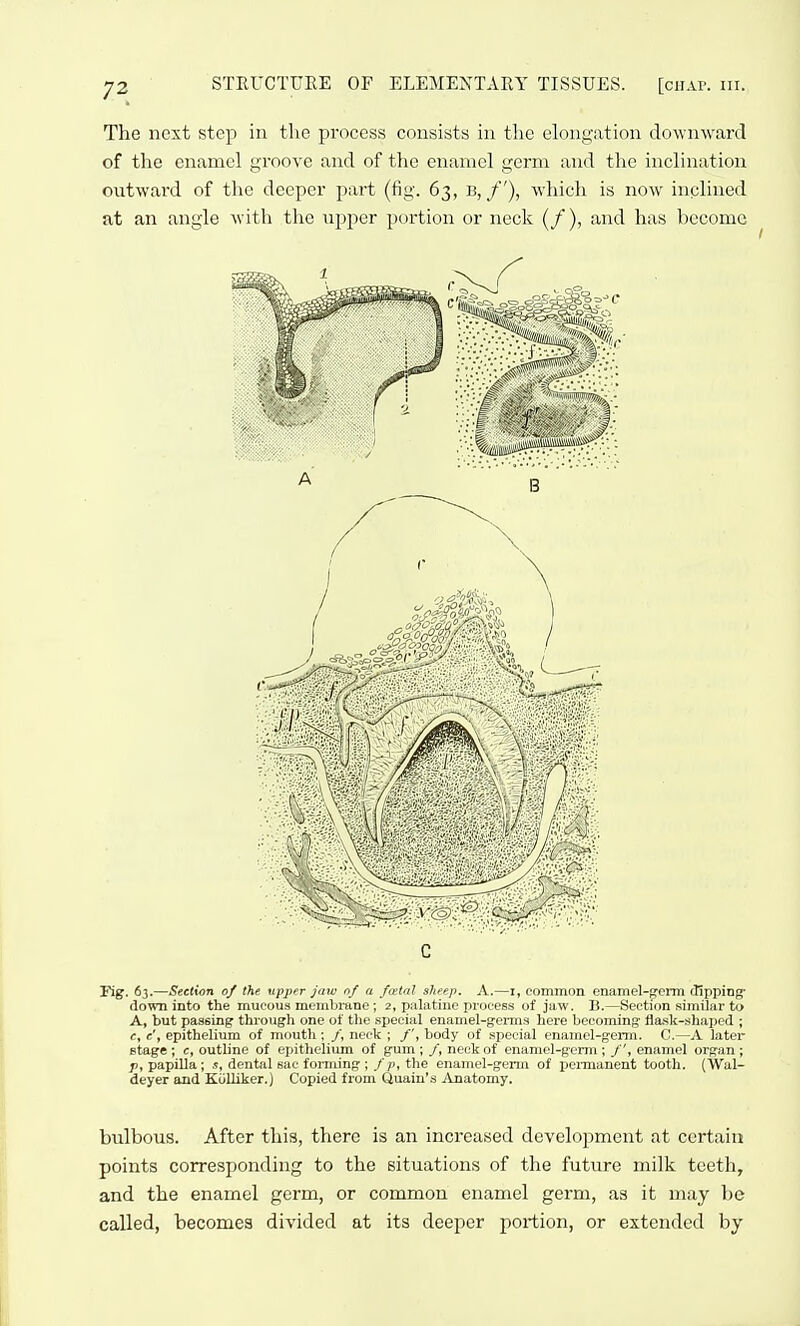 The next step in the process consists in the elongation downward of the enamel groove and of the enamel germ and the inclination outward of the deeper part (fig. 63, b, /'), which is now inplined at an angle with the upper portion or neck (/), and has become Fig. 63.—Section of the upper jaw of a fatal sheep. A.—i, common enamel-Kcmi (lipping' down into the mucous membrane; 2, palatine process of jaw. B.—Section similar to A, but passing through one of tlie special enamel-germs here becoming flaslc-shaped ; c, c', epithelium of mouth; /, neck ; /', body of special enamel-germ. C.—A later stage ; c, outline of epithelium of gum ; /, neck of enamol-genn ; /', enamel organ ; /), papilla; dental sac forming ;/p, the enamel-germ of pcnnanent tooth. (Wal- deyer and KoUiker.) Copied from Quain's Anatomy. bulbous. After this, there is an increased development at certain points corresponding to the situations of the future milli teeth, and the enamel germ, or common enamel germ, as it may be called, becomes divided at its deeper portion, or extended by