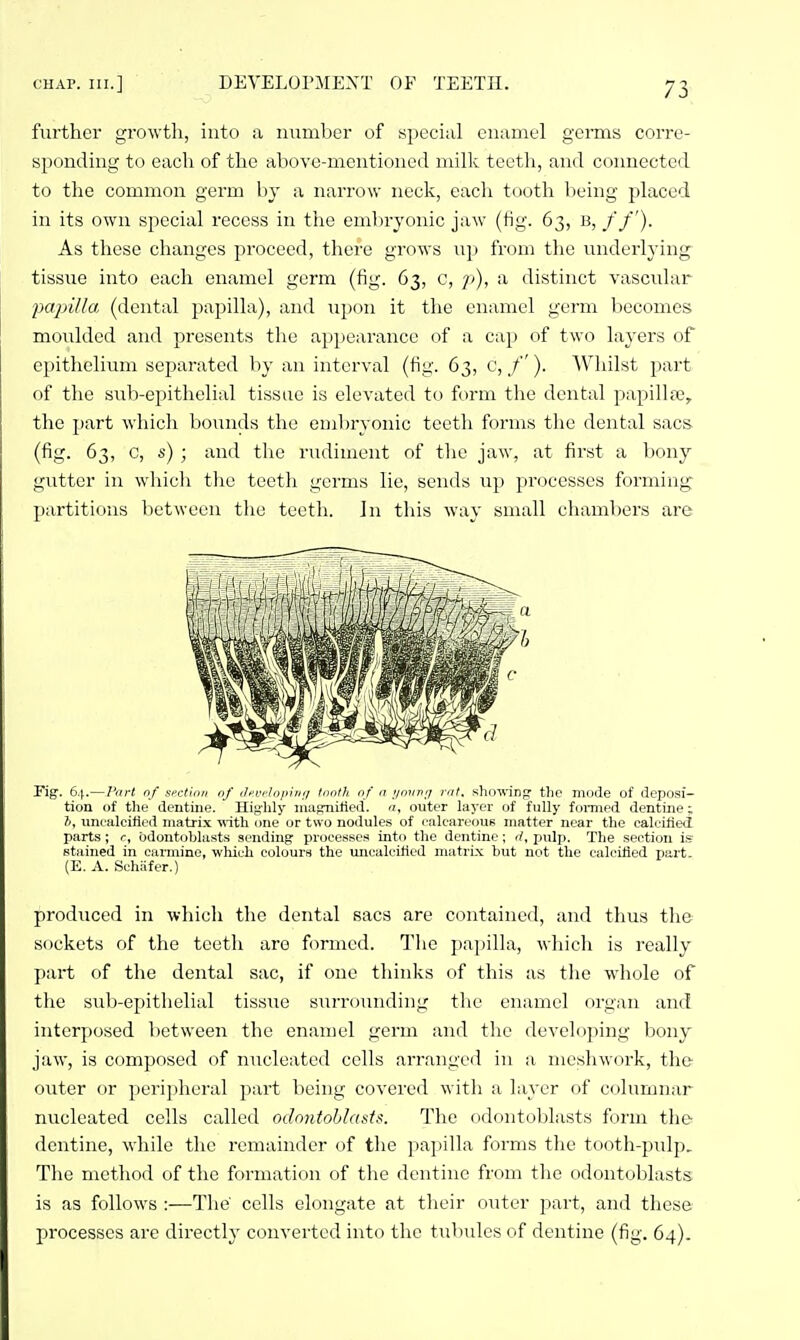 further growth, into a number of special enamel geims corre- sponding to each of the above-mentioned milk teeth, and coimected to the common germ by a narrow neck, each tooth lieing placed in its own special recess in the embryonic jaw (tig. 63, b, //'). As these changes proceed, there grows iip from the underlying tissiie into each enamel germ (fig. 63, c, p), a distinct vascular papilla (dental papilla), and xipon it the enamel germ becomes moulded and presents the appearance of a cap of two layers of epithelium separated by an interval (fig. 63, c, /'). Whilst part of the sub-epithelial tissue is elevated to form the dental papillfe, the part which boimds the emlnyonic teeth forms the dental sacs (fig. 63, c, s) ; and the rudiment of the jaw, at first a bony gutter in which the teeth germs lie, sends up processes forming partitions between the teeth. In this way small chambers are Fig. 6.\.—I'art nf sfctimi nf ilevrlopiuij tiinth of a //o/>,'/ nil. showing- the mode of deposi- tion of the dentine, Ilinlily nuifmitied. outer layer of fully fomied dentine; 7i, unealcified matrix with one or two nodules of ealcareoue matter near the calciiied parts; r, bdontoljhists sending processes into the dentine; <l, pulp. The section is stained in carmine, which colours the unealcified matrix but not the ealcifled part. (E. A. Schiifer.) produced in which the dental sacs are contained, and thus the sockets of the teeth are formed. The papilla, which is really part of the dental sac, if one thinks of this as the wdiole of the sub-epithelial tissue stuTouiiding the enamel organ and interposed between the enamel germ and the developing bony jaw, is composed of nucleated cells arranged in a meshwork, the outer or peripheral part being covered with a layer of columnar nucleated cells called odontoblasts. The odontoblasts form the dentine, while the remainder of the papilla forms the tooth-pulp. The method of the formation of the dentine from tlie odontoblasts is as follows :-—-The' cells elongate at their outer part, and these processes are directly converted into the tubules of dentine (fig. 64).
