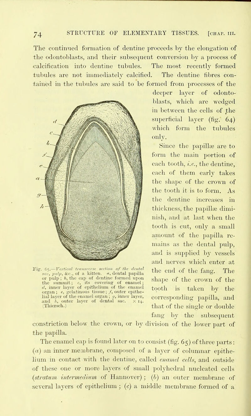 The contimied formation of dentine proceeds by the elongation of the odontoblasts, and their snbsequent convei'sion hj a process of calcification into dentine tnbnles. The most recently formed tubules are not immediately calcified. The dentine fibres con- tained in the tidiides are said to be formed from processes of the deeper hiyer of odonto- blasts, which are wedged in between the cells of the superficial layer (fig. 64) which form the tubules only. Since the papillaj are to form the main portion of each tooth, i.e., the dentine, each of them early takes the shape of the crown of the tooth it is to form. As the dentine increases in thickness, the jjapillte dimi- nish, and at last when the tooth is cut, only a small amount of the papilla re- mains as the dental pulp, and is supplied by vessels and nerves which enter at the end of the fang. The shape of the crown of the tooth is taken by the corresponding papilla, and that of the single or double fang by the subsequent constriction below the crown, or by division of the lower part of the papilla. The enamel ca]j is found later on to consist (fig. 65) of three parts: (a) an inner membrane, composed of a layer of columnar epithe- lium in contact with the dentine, called enamel celh, and outside of these one or more layers of small polyhedral nucleated cells (stratum intermedmm of Hannover); (h) an outer membrane of several layers of epithelium ; (c) a middle membrane formed of a Fig. 65.—Vertical trinisverse section of the dentnl sac, 2'iilp, ice, of a kitten, n, dental papilla or pulp ; b, the cap of dentine formed upon the summit; c, its covering of enamel; d, inner layer of epithelium of the enamel organ ; e, ;,''elatinou.s tissue; /, outer epithe- lial layer of the enamel organ; //, inner layer, and A, outer layer of dental sac. X 14. (Thiersch.)