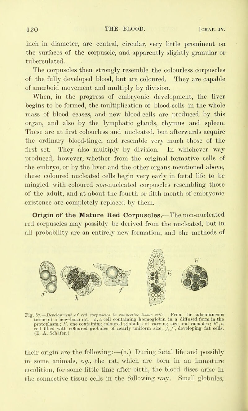 inch in diameter, are central, circular, very little prominent on the surftxces of the corpuscle, and apparently slightly granular or tuberculated. The corpuscles then strongly resemble the colourless corpuscles of the fully developed blood, but are coloured. They are capable of amoeboid movement and multiply by division. When, in the progress of embryonic development, the liver begins to be fonned, the multiplication of blood-cells in the whole mass of blood ceases, and new blood-cells are produced by this organ, and also by the lymphatic glands, thymus and spleen. These are at first colourless and nucleated, but afterwards acquire the ordinary blood-tinge, and resemble very much those of the first set. They also multiply by division. In whichever way produced, however, whether from the original formative cells of the embryo, or by the liver and the other organs mentioned above, these coloured nucleated cells begin very early in foetal life to be mingled with coloured won-nucleated corpuscles resembling those of the adult, and at about the fourth or fifth month of embryonic existence are completely replaced by them. Origin of the Mature Red Corpuscles.—The non-nucleated red corpuscles may possibly be derived from the nucleated, but in all probability are an entirely new formation, and the methods of Fig. 87.—DeveJopriunt of red corptisdes in coiinectU'c tM^.si'c celU. Fi'om the subcutaneous tissue of a new-bom rat. h, a cell containing haemoglobin in a diffused fomi in the protoplasm ; one containing coloured -globules of vaiying size and vacuoles ; li, a cell filled with crfoured giobules of nearly unifoim size; f, f, developing fat cells. (E. A. Schiifer.) their origin are the following:—(i.) During foetal life and possibly in some animals, e.rj., the rat, which are born in an immature condition, for some little time after birth, the blood discs arise in the connective tissue cells in the following way. Small globules.