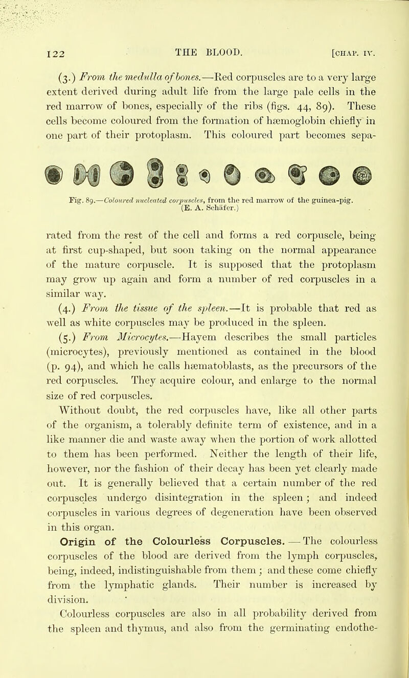 (3.) From the medulla of hones.—Red corpuscles are to a very large extent derived during adult life from the large pale cells in the red marrow of bones, especially of the ribs (figs. 44, 89). These cells become coloured from tlie formation of haemoglobin chiefly in one pai't of their protoplasm. This coloured part becomes sepa- Fig. 89.—Coloured nucleated corpuscles, from the red niaiTow of the guinea-pig. (E. A. Sehafer.) rated from the rest of the cell and forms a red corpuscle, being at first cup-shaped, but soon taking on the normal appearance of the mature corpuscle. It is supposed that the protoplasm may grow up again and form a number of red corpuscles in a similar way. (4.) Fro7n the tissue of the spleen.—It is probable that red as well as white corpuscles may be produced in the spleen. (5.) From Microcytes.—Hayem describes the small particles (microcytes), previously mentioned as contained in the blood (p. 94), and which he calls htematoblasts, as the precursors of the red corpuscles. They acquire colour, and enlarge to the normal size of red corpuscles. Without doubt, the red corpuscles have, like all other parts of the organism, a tolerably definite term of existence, and in a like manner die and waste away when the portion of work allotted to them has been performed. Neither the length of their life, however, nor the foshion of their decay has been yet clearly made out. It is generally believed that a certain number of the red corpuscles landergo disintegration in the spleen; and indeed coi-puscles in various degrees of degeneration have been observed in this organ. Origin of the Colourless Corpuscles, — The colourless corpuscles of the blood are derived from the lymph corpuscles, being, indeed, indistinguishable from them ; and these come chiefly from the lymphatic glands. Their number is increased by division. Colourless corpuscles are also in all probability derived from the spleen and thymus, and also from the germinating endothe-