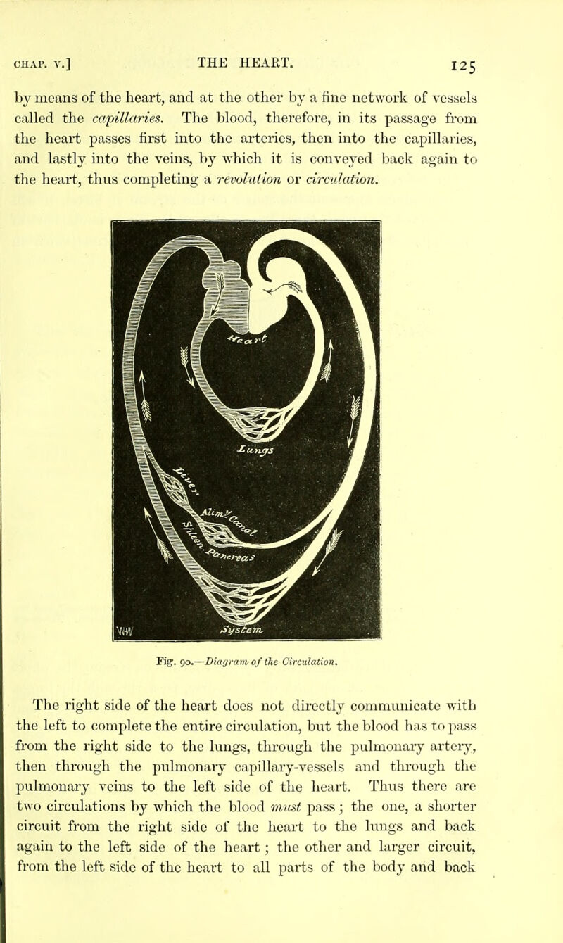 by means of the heart, and at the other by a fine network of vessels called the capillaries. The blood, therefore, in its passage from the heart passes first into the artei'ies, then into the capillaries, and lastly into the veins, by which it is conveyed back again to the heart, thus completing a revolution or circulatiori. Fig. 90.—Diaijmm of the Circulation. The right side of the heart does not directly commiuiicatc with the left to complete the entire circulation, but the blood has to pass from the right side to the lungs, through the pulmonaiy artery, then through the pulmonary capillary-vessels and through the pulmonary veins to the left side of the heart. Thus there are two circulations by which the blood must pass; the one, a shorter circuit from the right side of the heart to the lungs and back again to the left side of the heart; the other and larger circuit, from the left side of the heart to all pai-ts of the bodj' and back