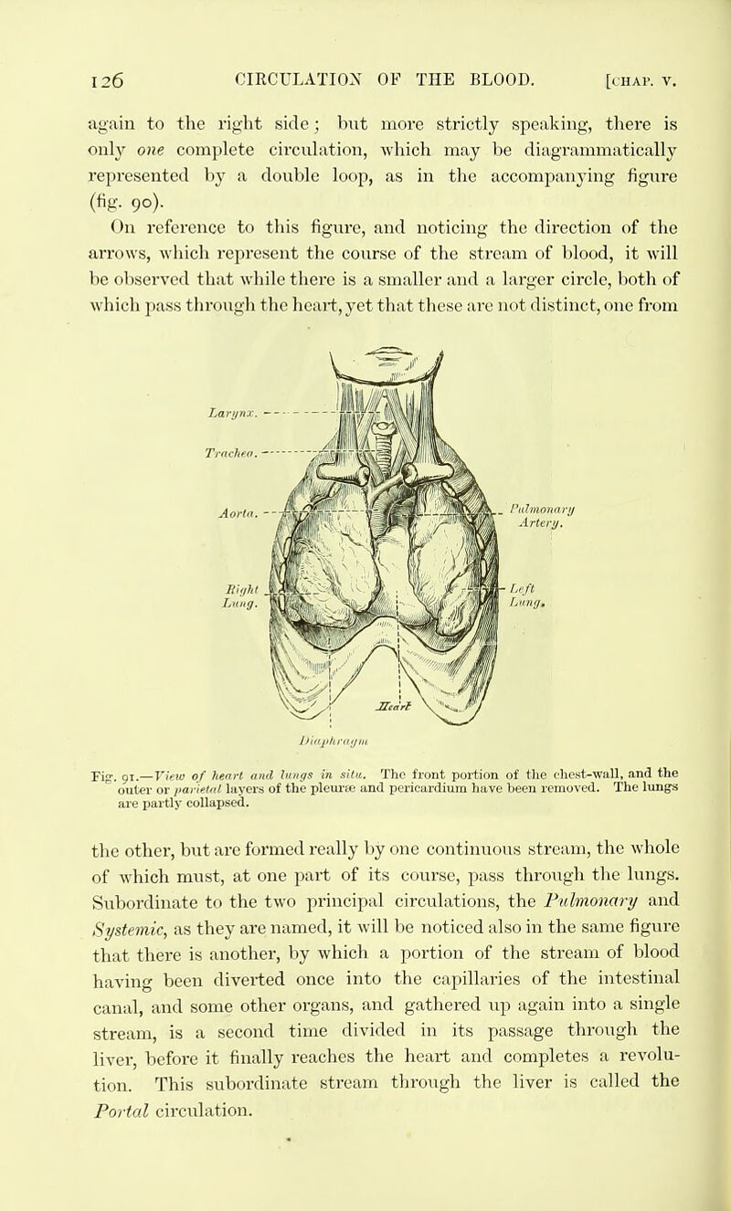 again to the right side; but more strictly speaking, there is only one complete circulation, which may be diagrammatically represented by a double loop, as in the accompanj-ing figure (fig. 90). On reference to this figure, and noticing the direction of the arrows, which represent the course of the stream of blood, it will be observed that while there is a smaller and a larger circle, both of which pass through the heart, yet that these are not distinct, one from Fig. 91.—View of heart and lungs in situ. The front portion of tlie chest-wall, and the outer or parietal layers of the pleurte and pericardium have been removed. The lungs are partly collapsed. the other, but arc formed really by one continiious stream, the whole of wdiich must, at one part of its course, pass through the lungs. Subordinate to the two principal circulations, the Pulmonary and Systemic, as they are named, it will be noticed also in the same figui'C that there is another, by which a portion of the stream of blood having been diverted once into the capillaries of the intestinal canal, and some other organs, and gathered up again into a single stream, is a second time divided in its passage through the liver, before it finally reaches the heart and completes a revolu- tion. This subordinate stream through the liver is called the Portal circulation.