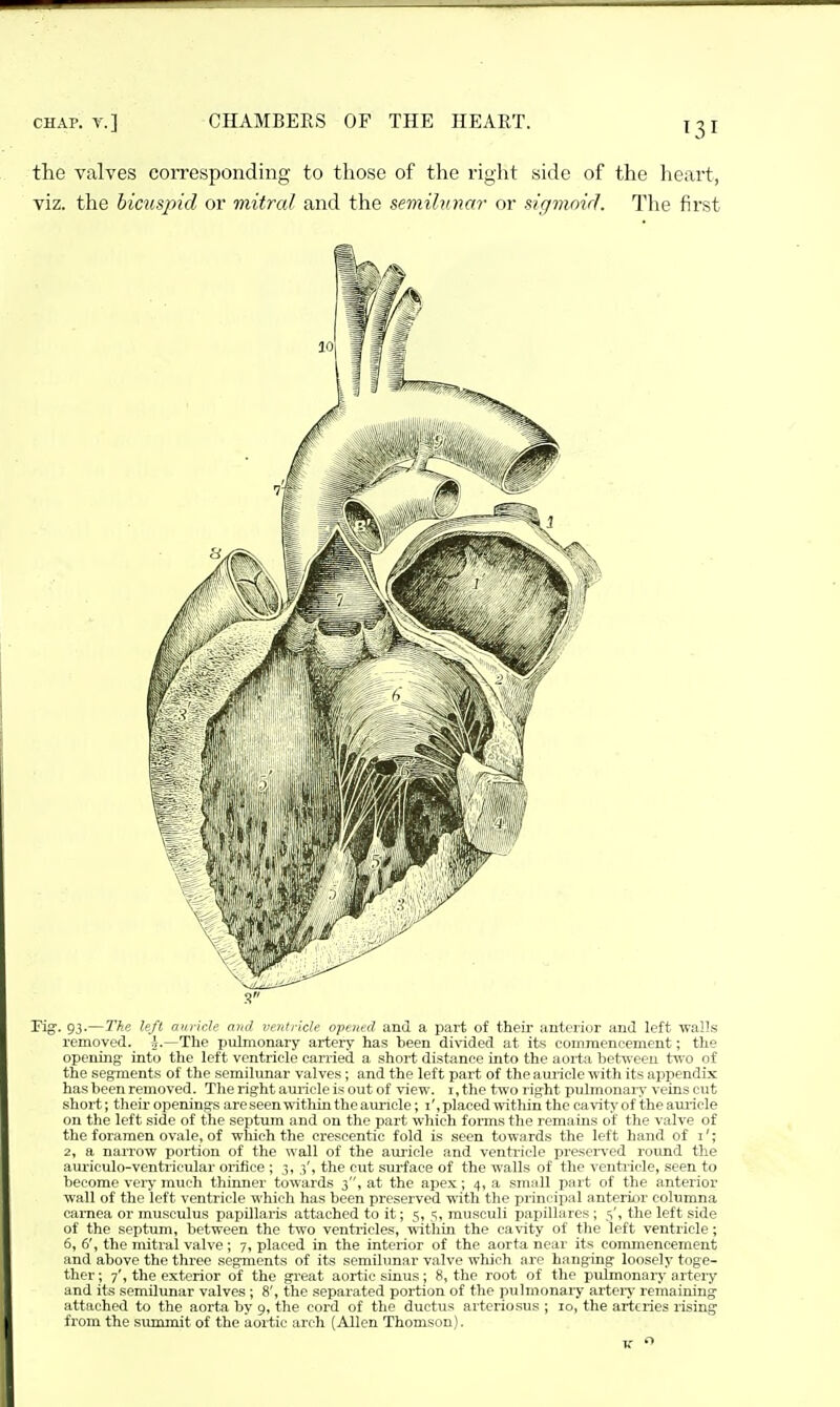 the valves coiTesponding to those of the right side of the heart, viz. the bicus/nd or mitral and the semilv.nar or dgmmcJ. The first s Fig'. 93.—The le/l auricle and ventricle opened and a part of their anterior and left walls removed, i.—The pulmonary artery has been divided at its commencement; the opening into the left ventricle carried a short distance into the aorta between two of the segments of the semilunar valves; and the left part of the aui-icle with its appendi.x has been removed. The right auricle is out of view, i, the two right pulmonary veins cut short; their openings are seen within the auiiele; i', placed within the cavity' of the aui-icle on the left side of the septum and on the part which forms the remains of the valve of the foramen ovale, of wliieh the creseentic fold is seen towards the left hand of i'; 2, a narrow portion of the wall of the auricle and venti-icle presciTed roimd the auriculo-ventricular orifice ; 3, 3', the cut surface of the walls of the venti-icle, seen to become vciy much thinner towards 3, at the ape,\;; 4, a small part of the anterior wall of the left ventricle which has been preserved with the principal anterior columna carnea or musculus papillaris attached to it; 5, 5, musculi papillares ; 5', the left side of the septum, between the two ventricles, within the cavity of the left ventricle; 6, 6', the mitrai valve ; 7, placed in the interior of the aorta near its commencement and above the three segments of its semilunar valve which are hanging loosely toge- ther; 7', the exterior of the great aortic sinus ; 8, the root of the pulmonary artery and its semilimar valves ; 8', the separated portion of the pulmonary arteiy remaining attached to the aorta by 9, the cord of the ductus arteriosus ; 10, the arteries rising from the summit of the aortic arch (Allen Thomson).
